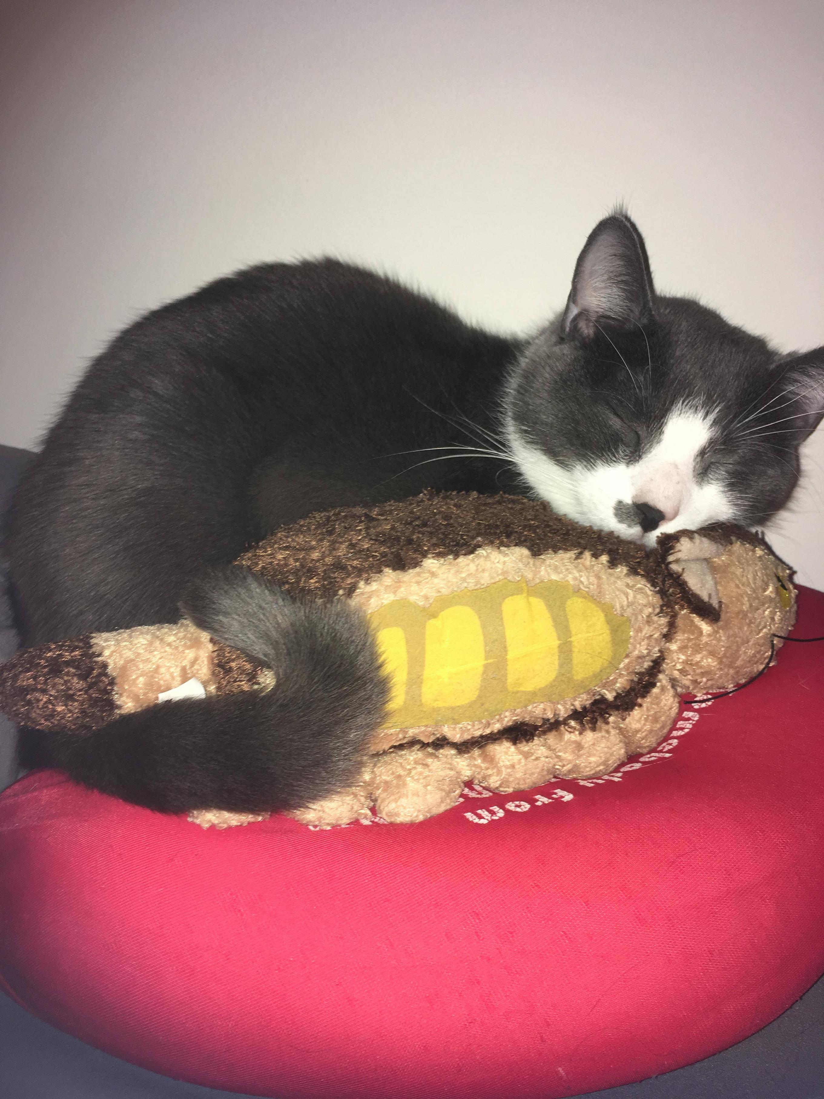 My cat loves to sleep with (and knead) a Catbus stuffed animal [xpost