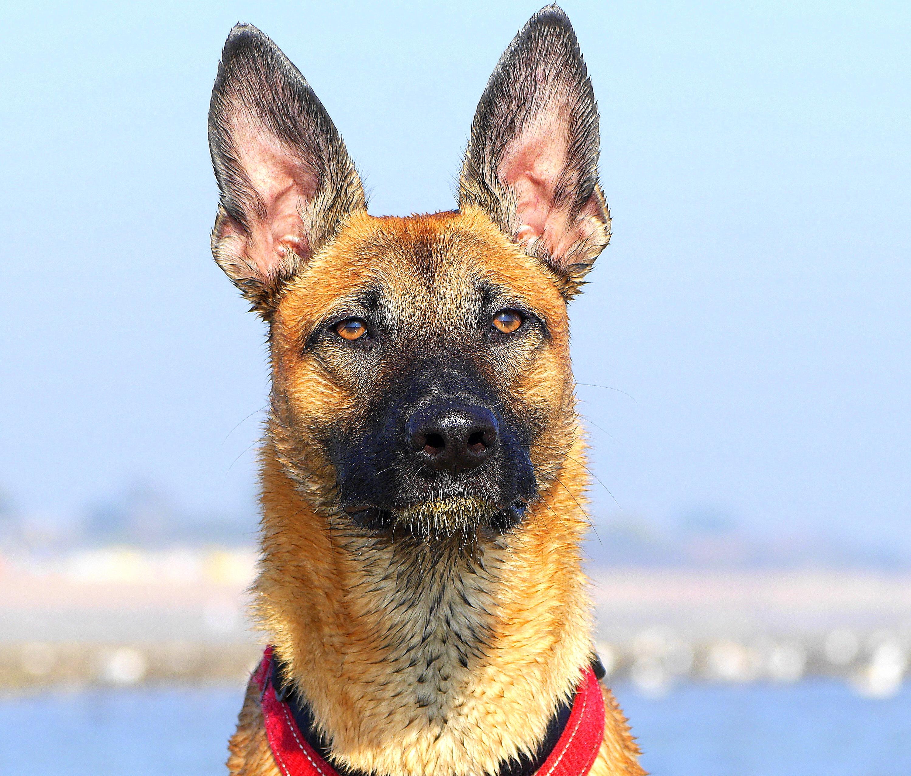What Dog Has The Biggest Ears