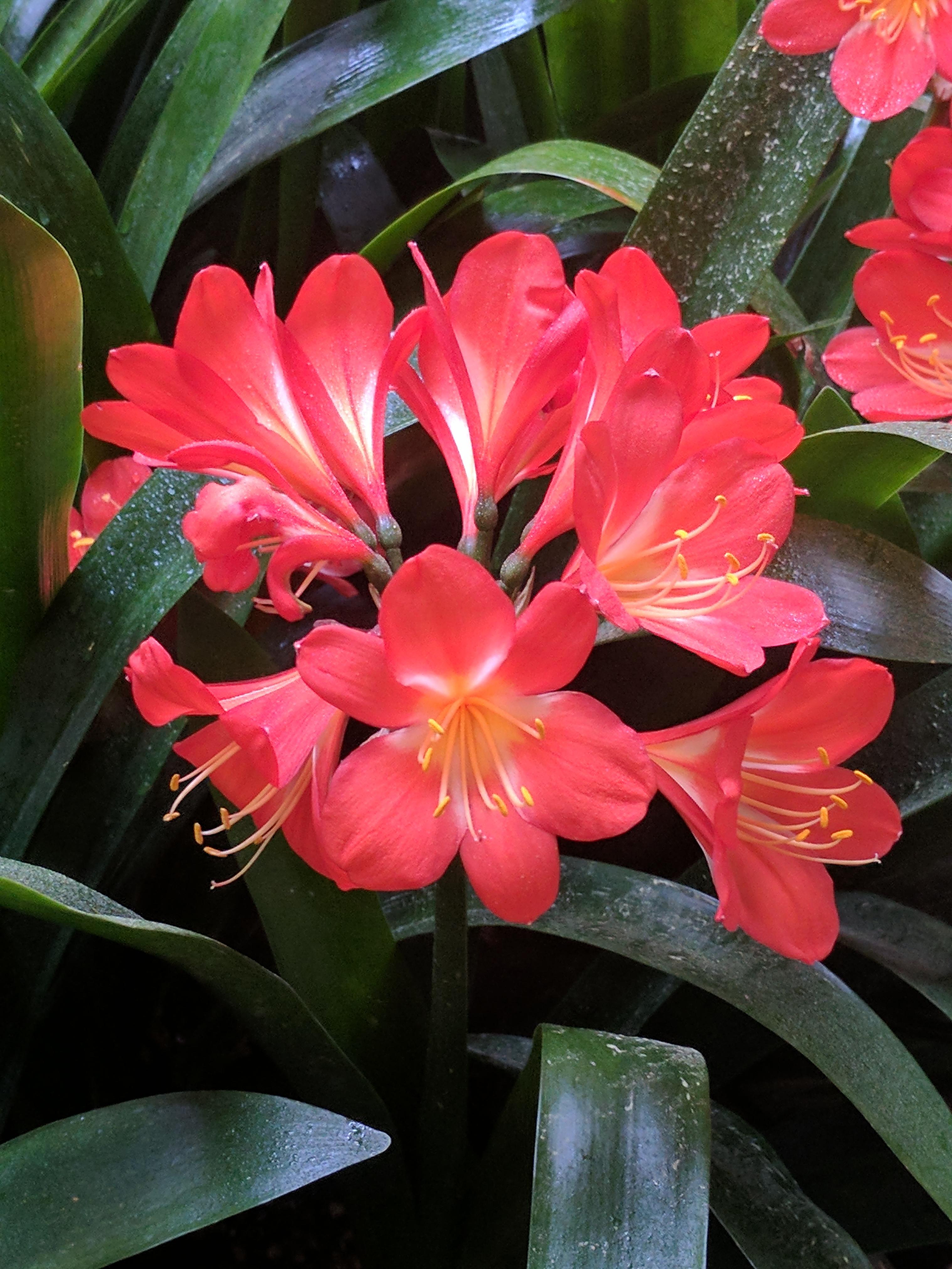 What kind of flower is this? r/Whatisthis