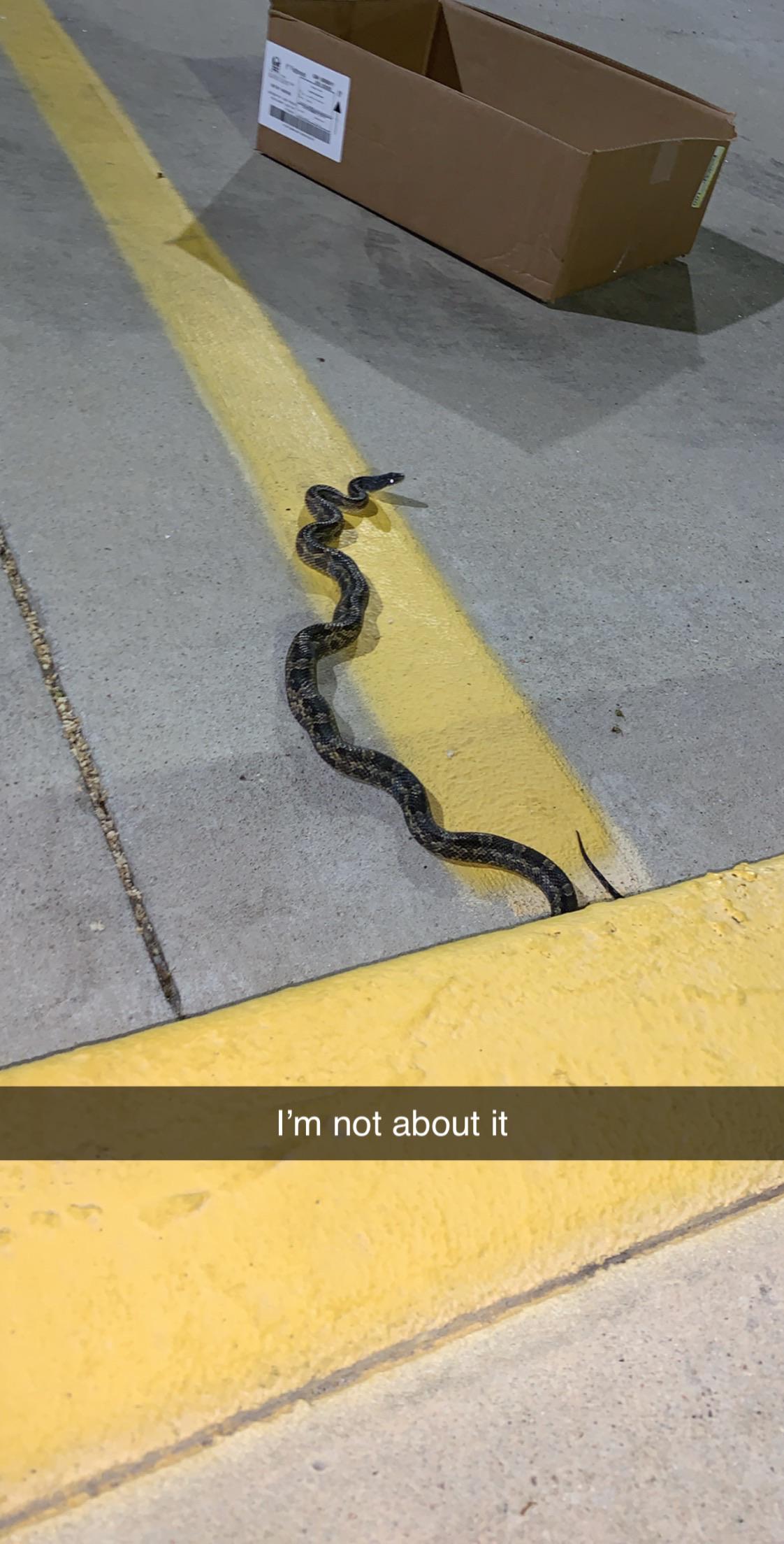 Employee sent me a picture of this snake in my parking lot by the front