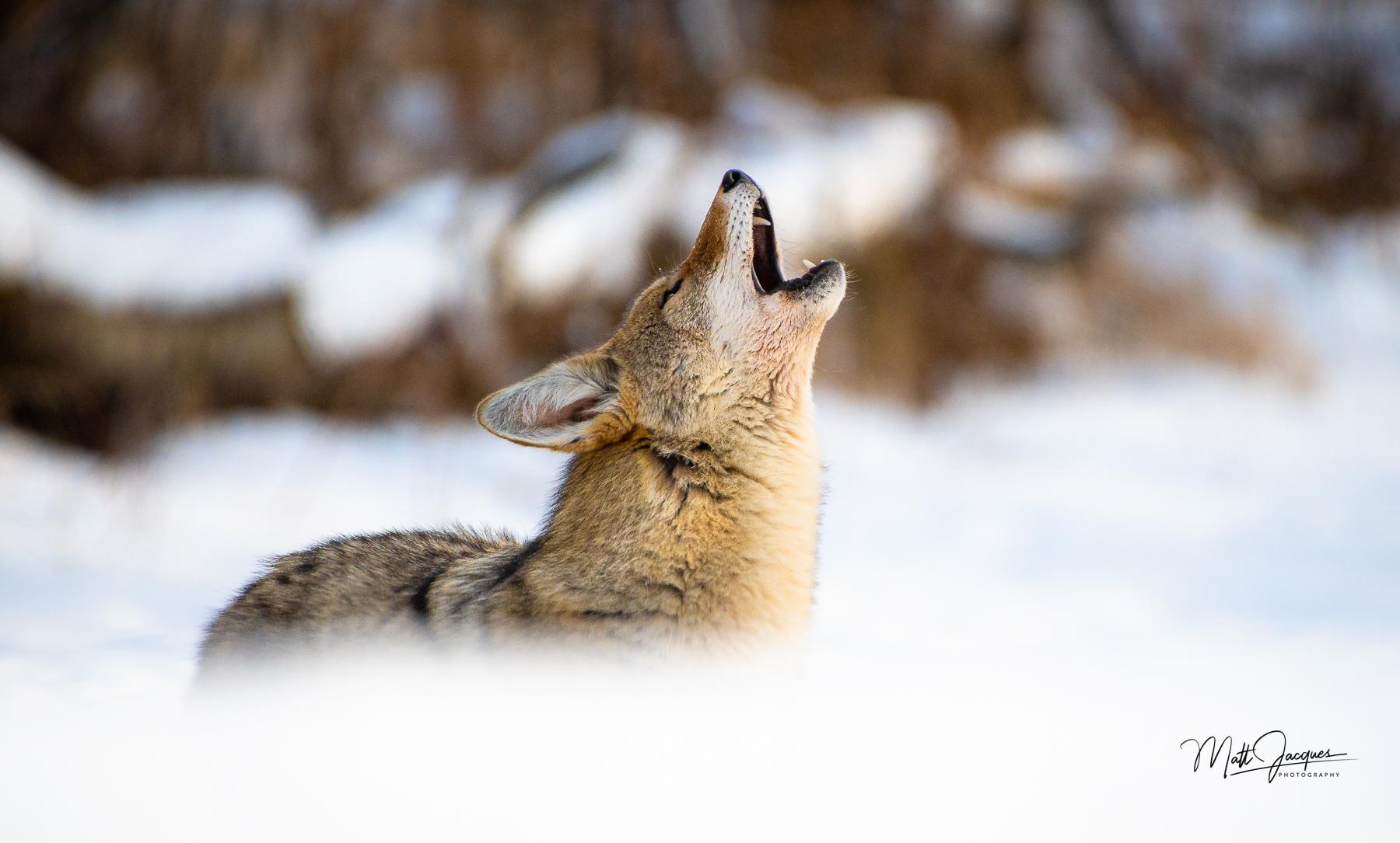 Coyote Howl Elk Island National Park (Canada) r/wildlifephotography