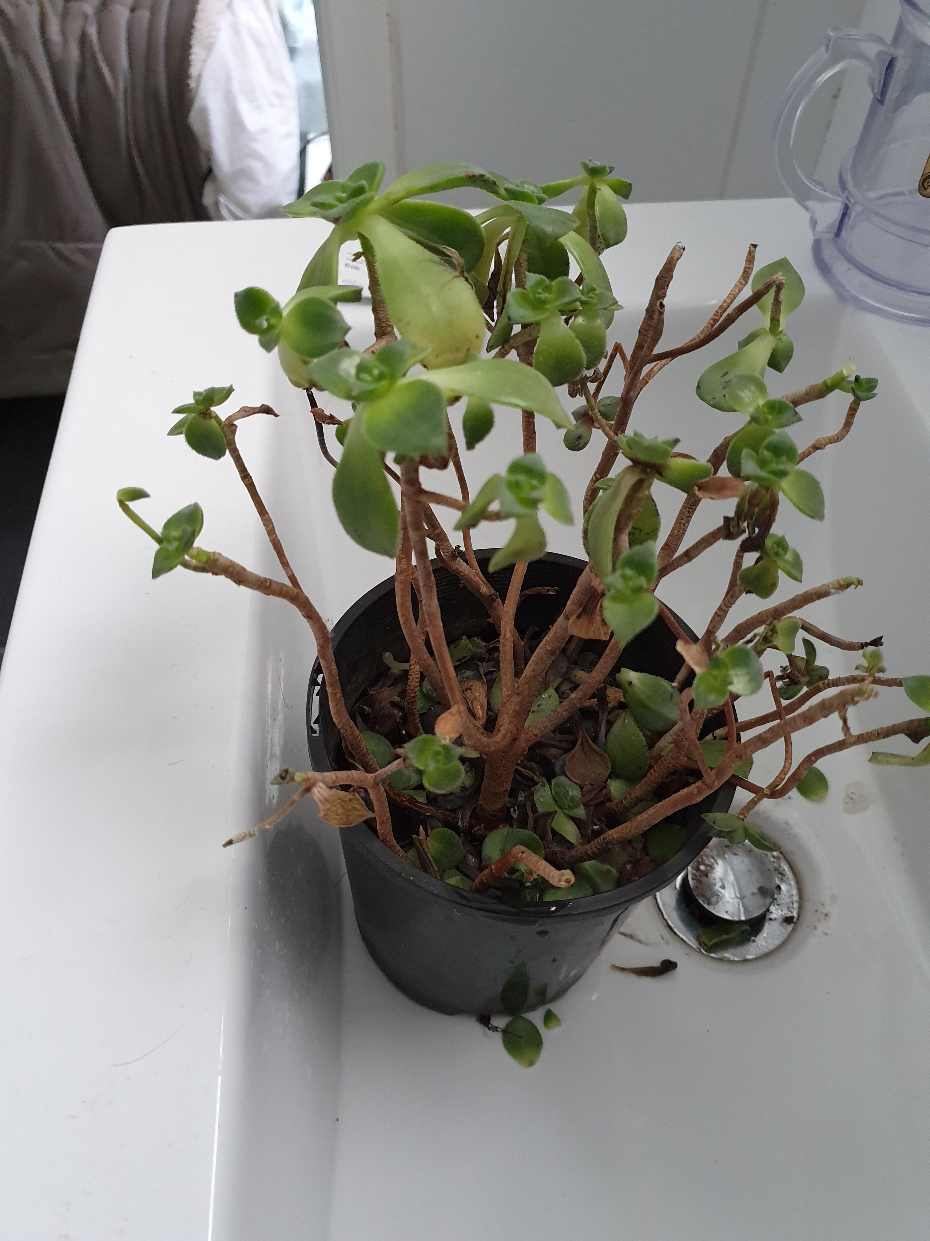 What is wrong I don't know why my plants leaves keep falling off. r