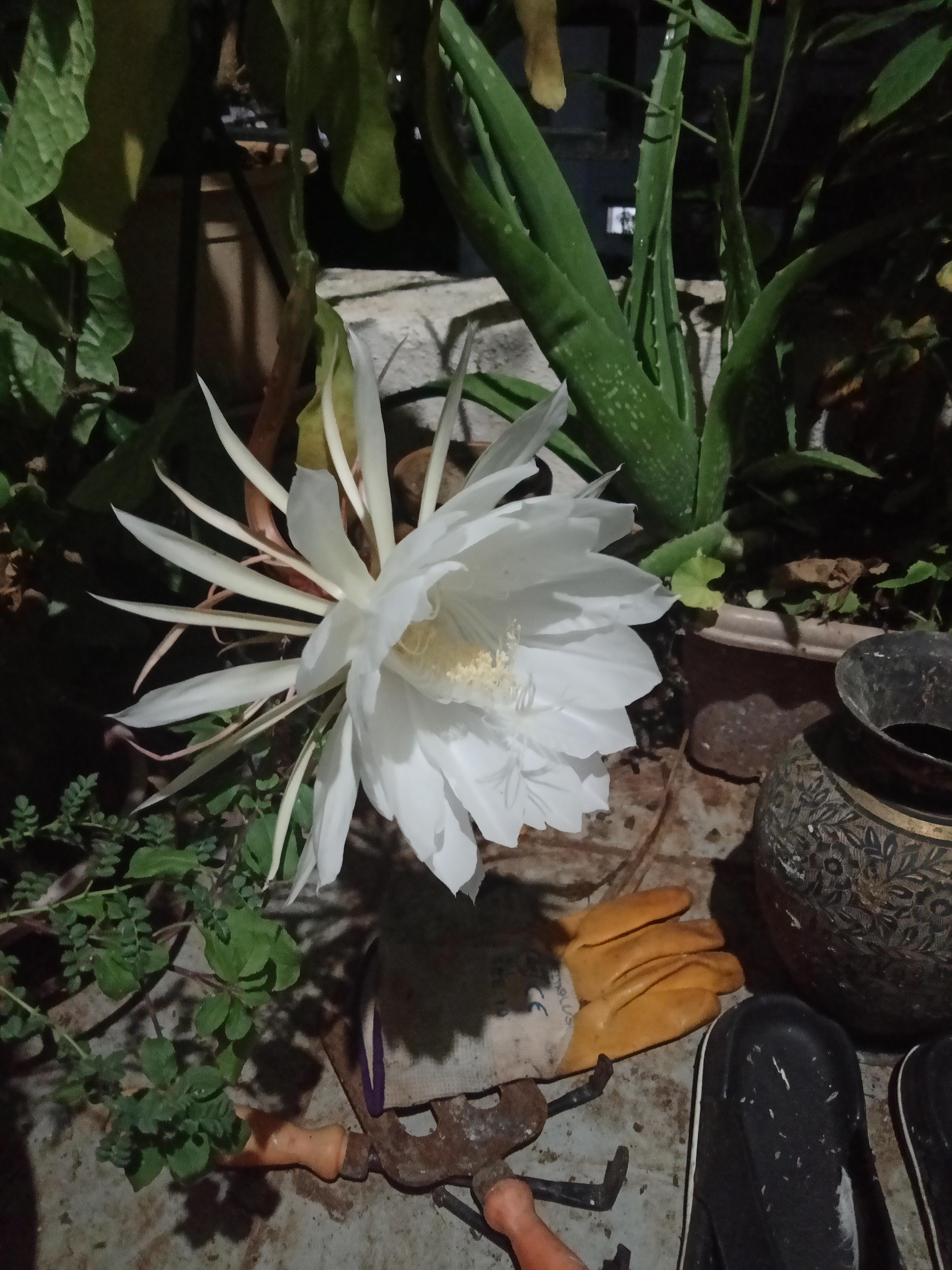 Bramhakamal bloomed in my garden! State flower of Uttarakhand. r/india