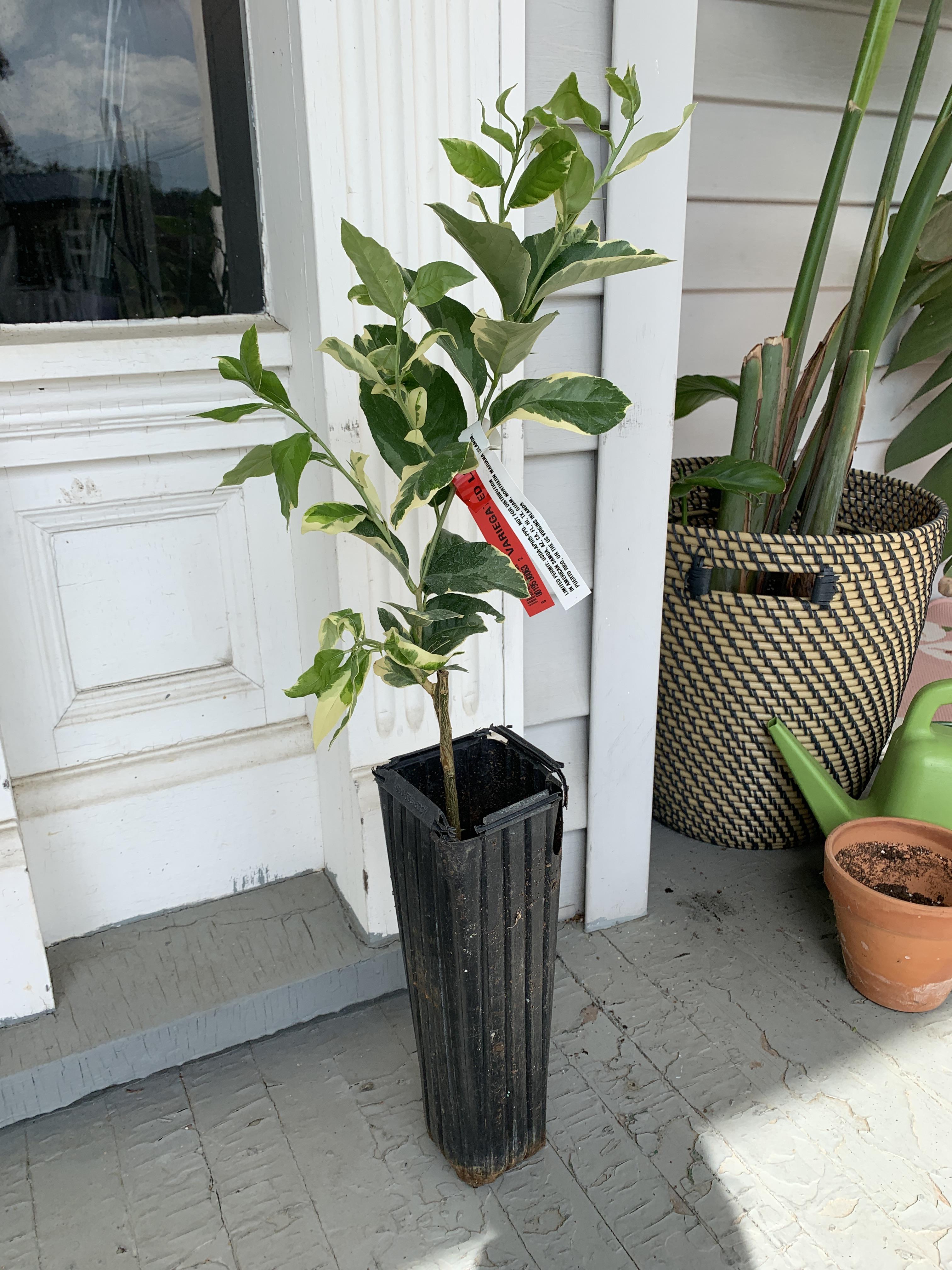 Help! I bought this variegated lemon tree online, but did not expect the pot it came in