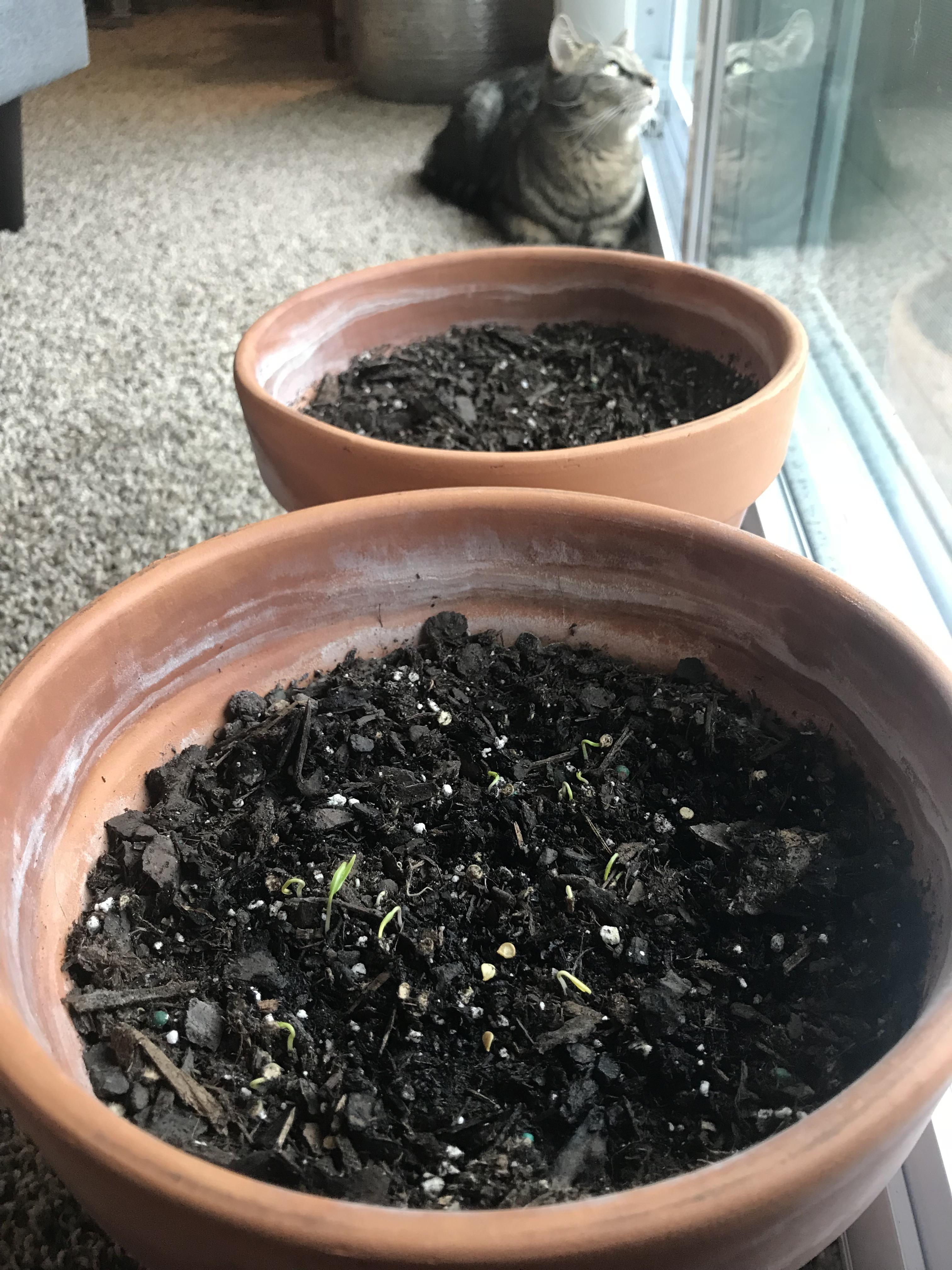 My baby bell pepper seeds are starting to sprout r/plants