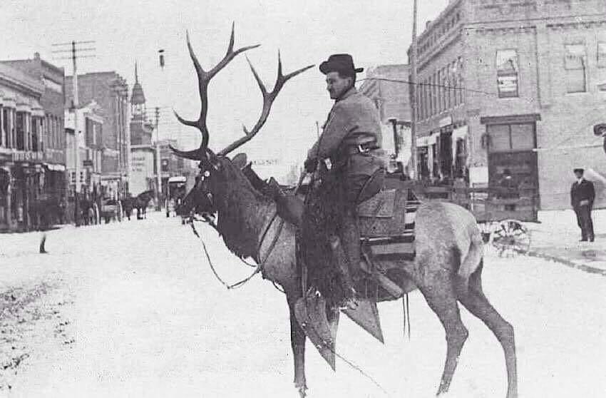 A man riding an Elk in Missoula, Montana. 1910. r/OldSchoolCool