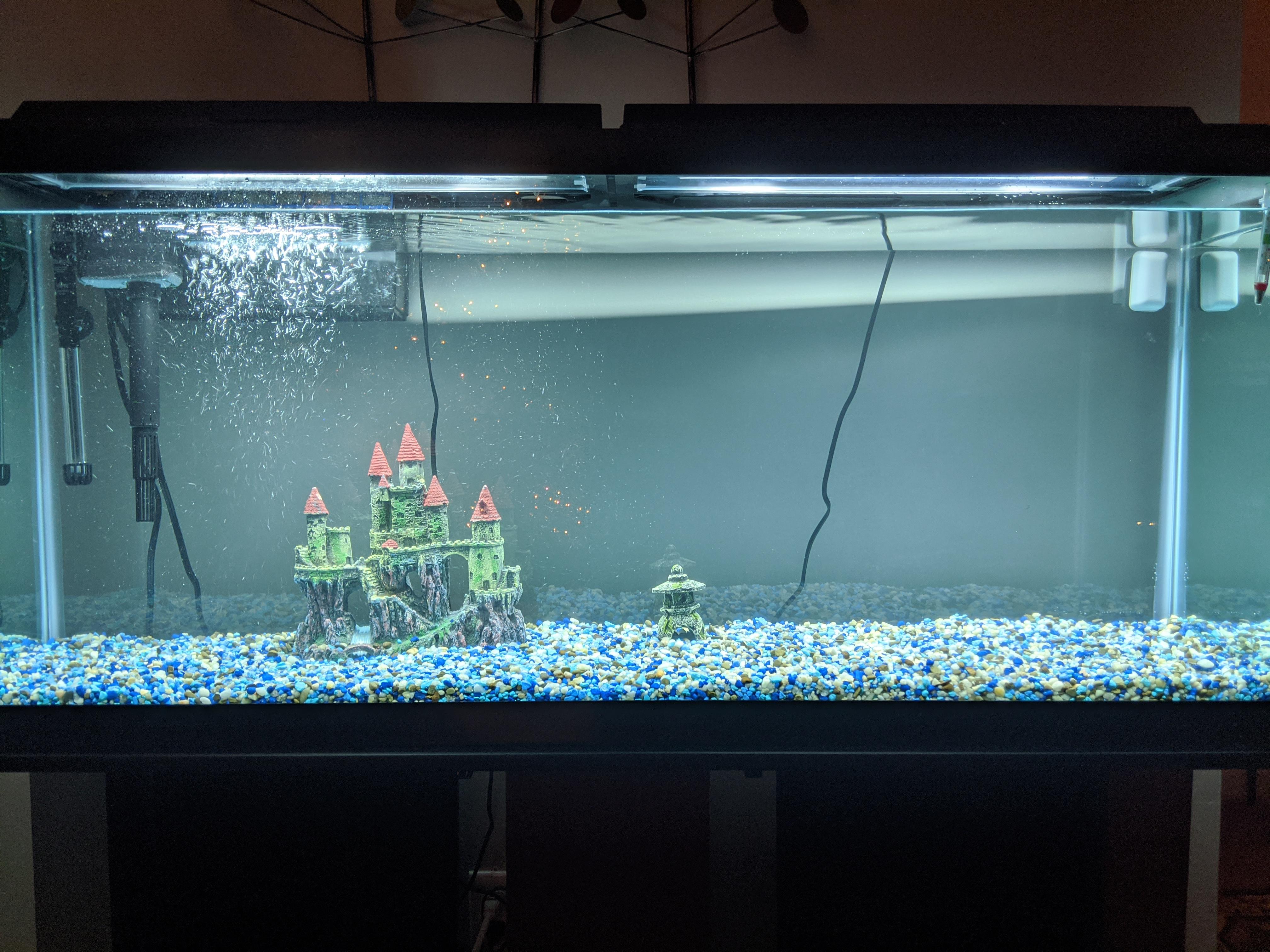 New here, I got a starter tank up and running! r/Aquariums
