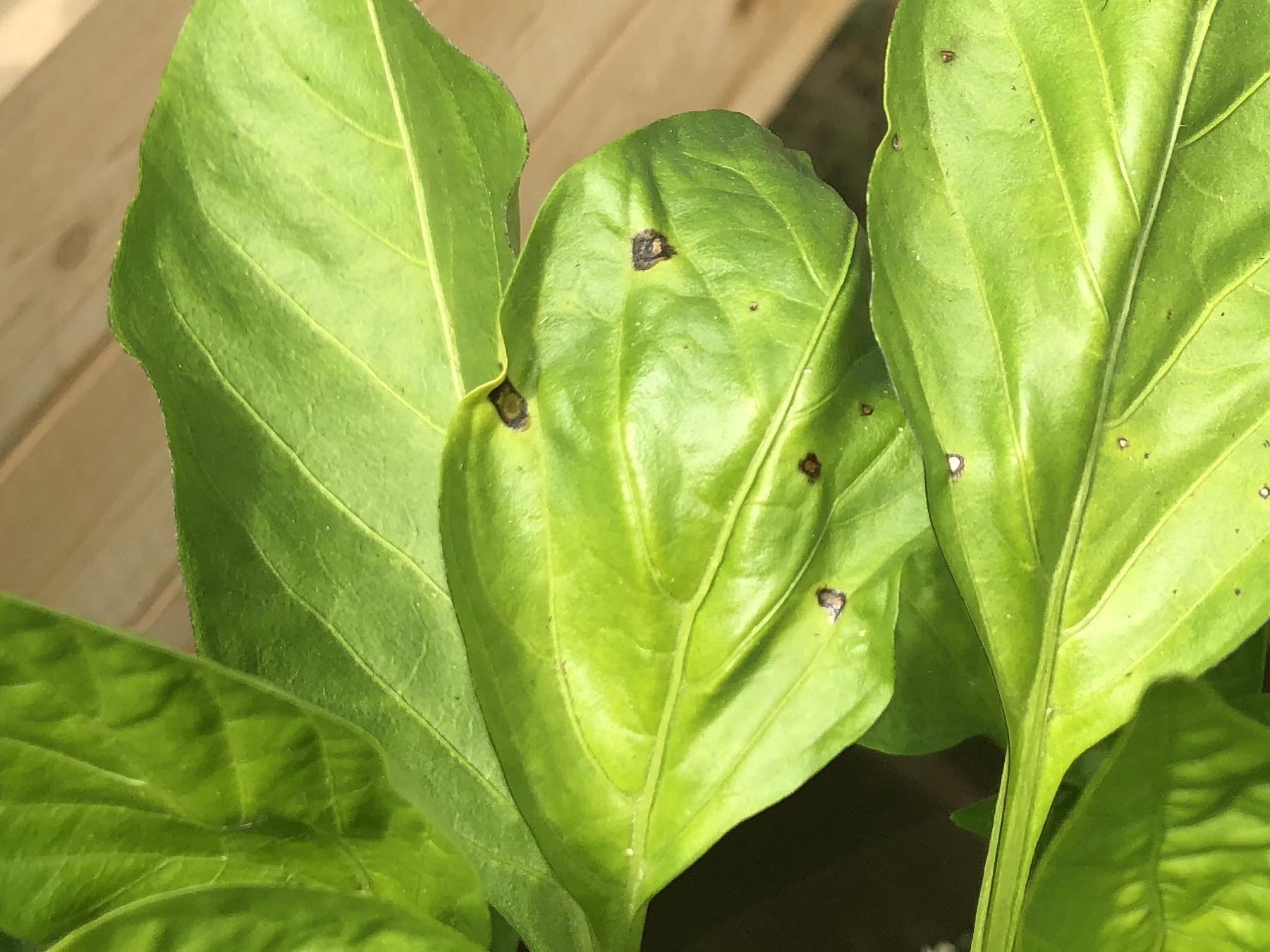 Bacterial leaf spot on my peppers? r/gardening