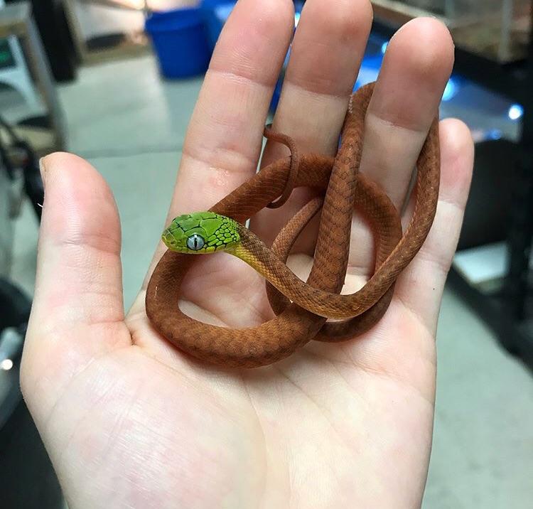 My local reptile shop just got some beautiful Green Cat Snakes snakes