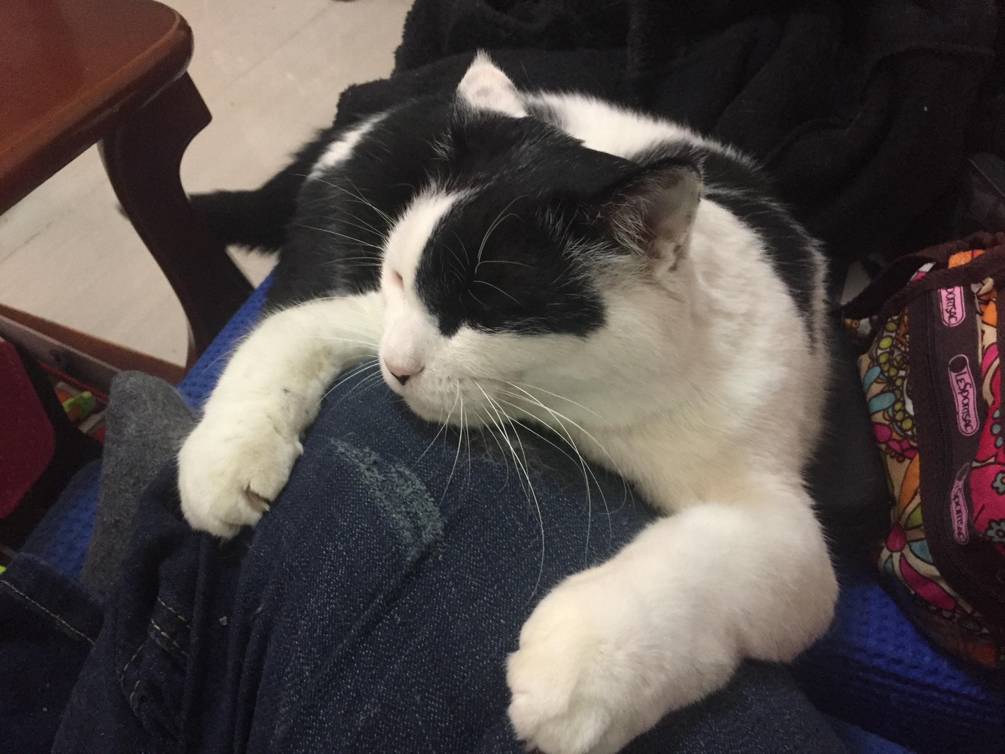 Dog people “Dogs are loyal. Cats are aloof.” Me & Tater r/cats