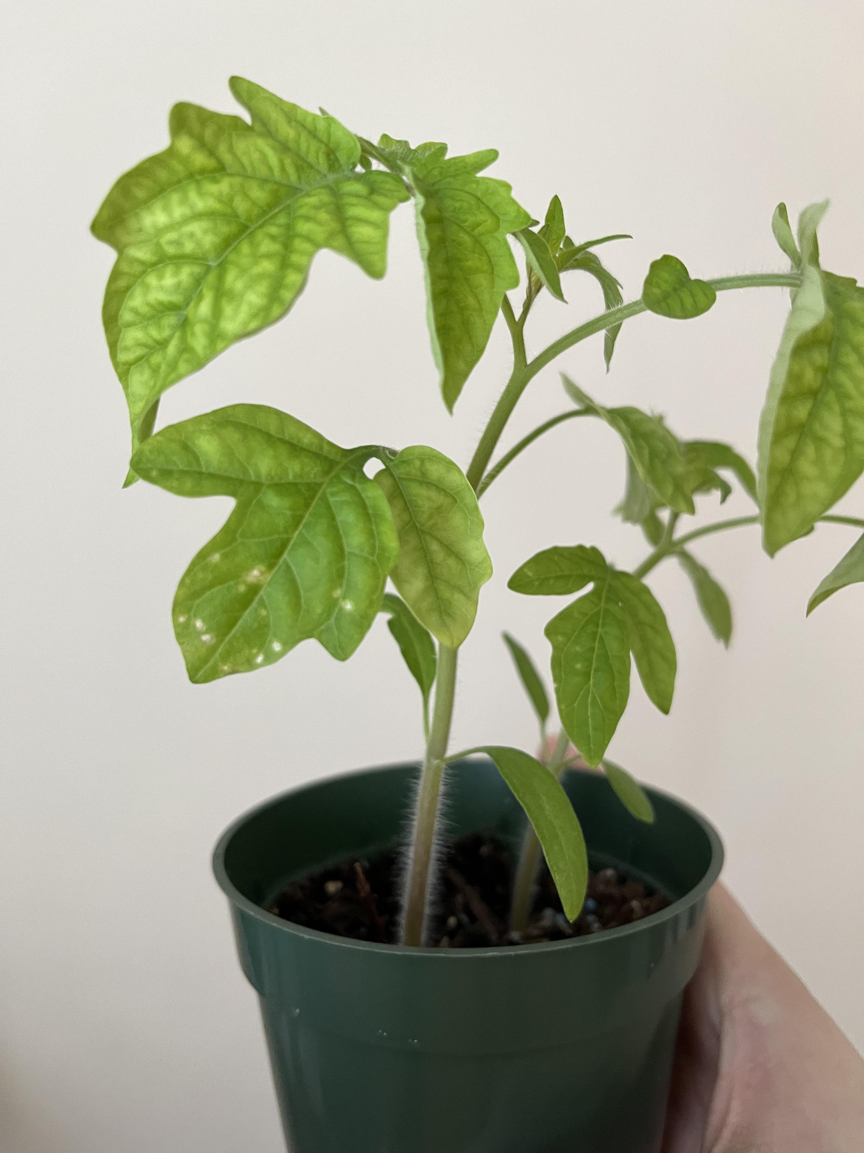 Why is the stem and leaf and little discolored? Is it because it’s