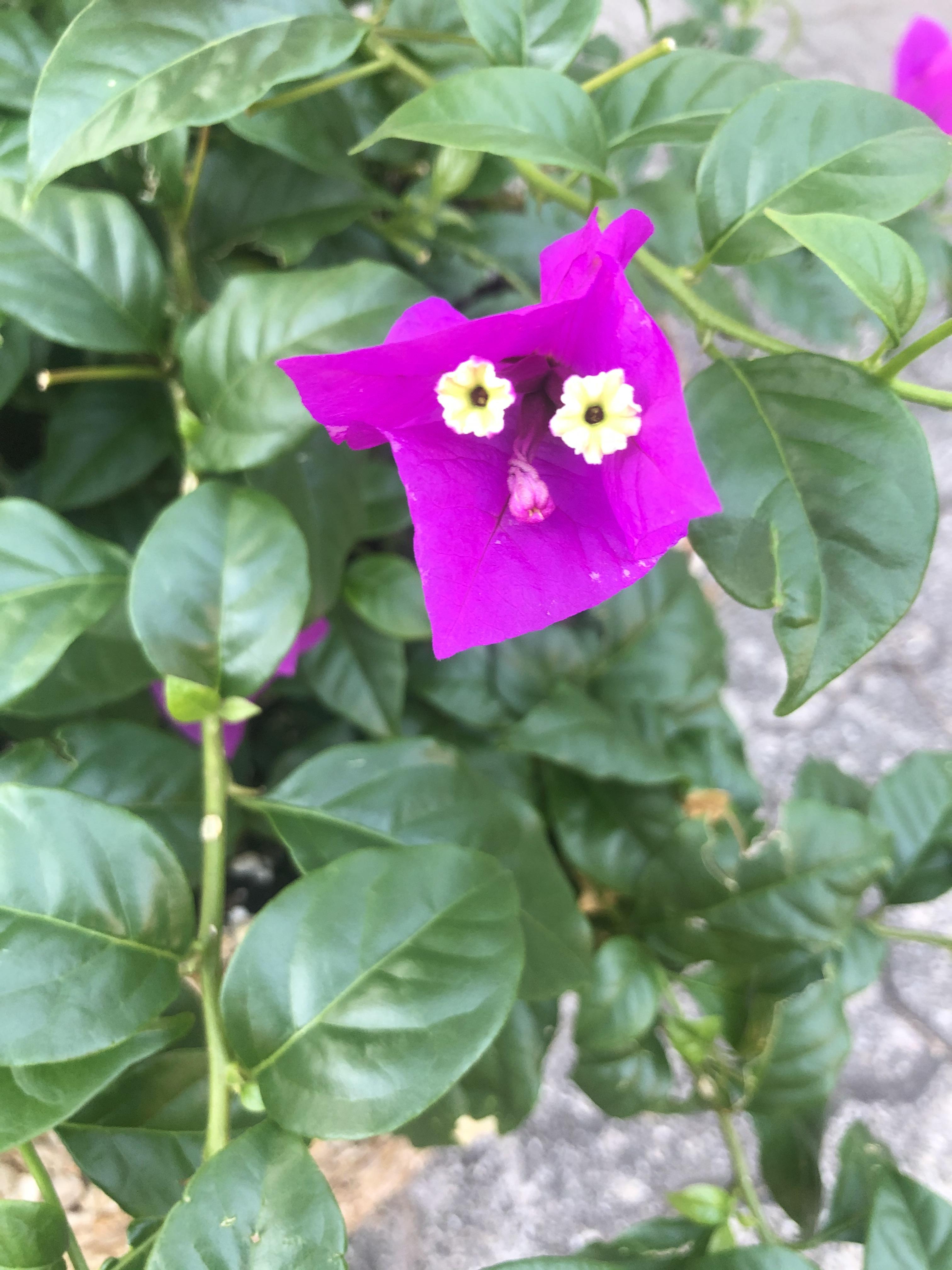 This flower looks like it has a face. r/mildlyinteresting