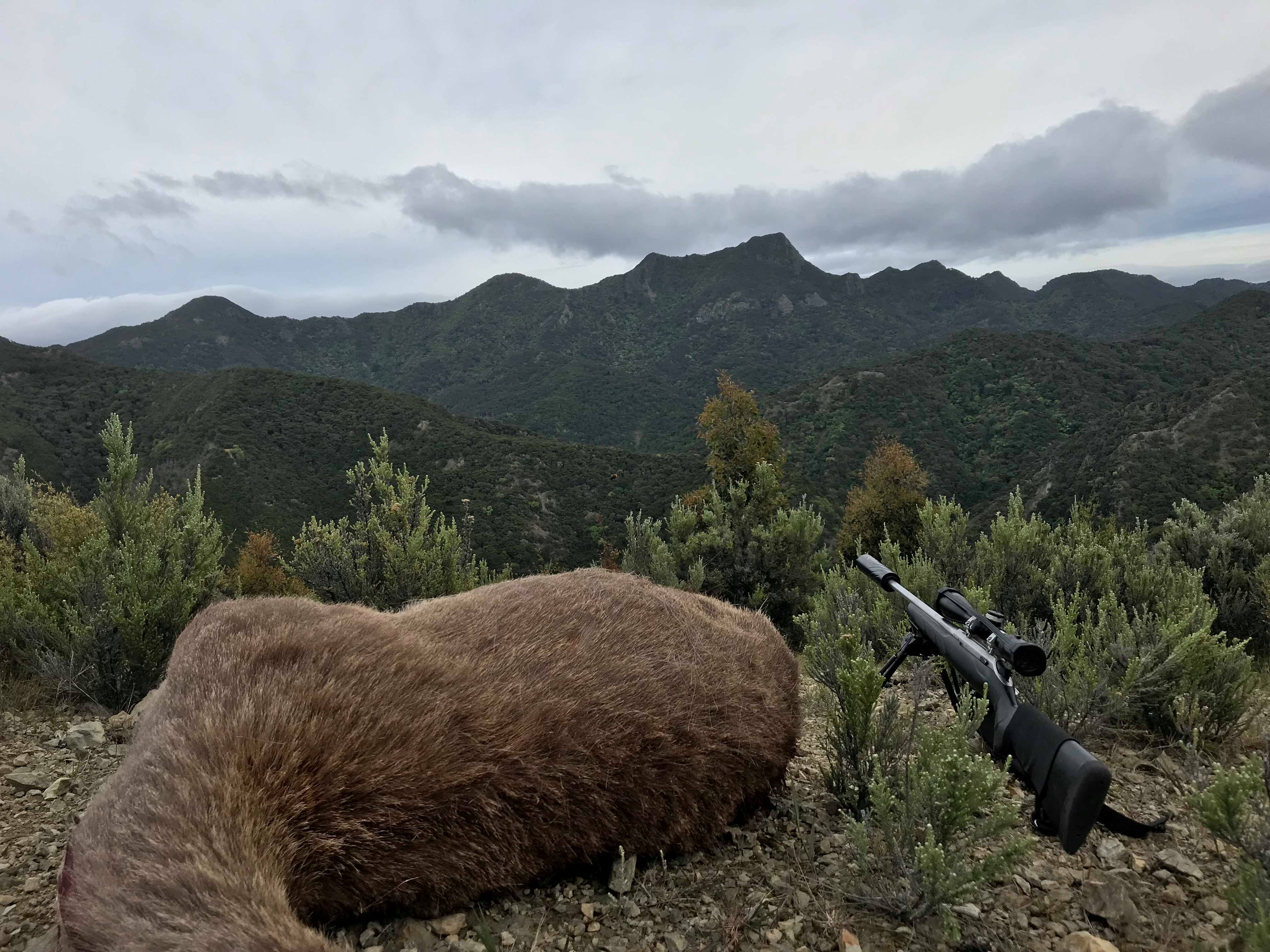 Meat hunts 🦌 r/Hunting