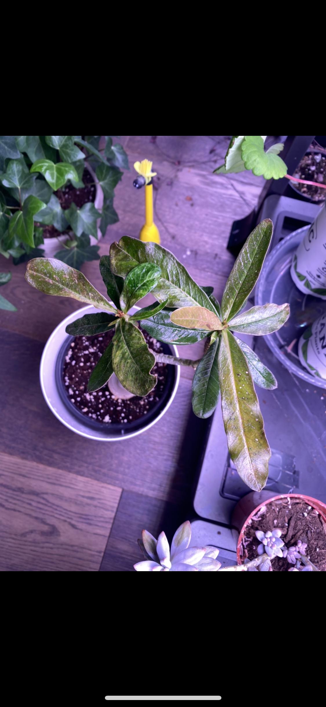Why do my desert rose leaves look so... off? r/plantclinic