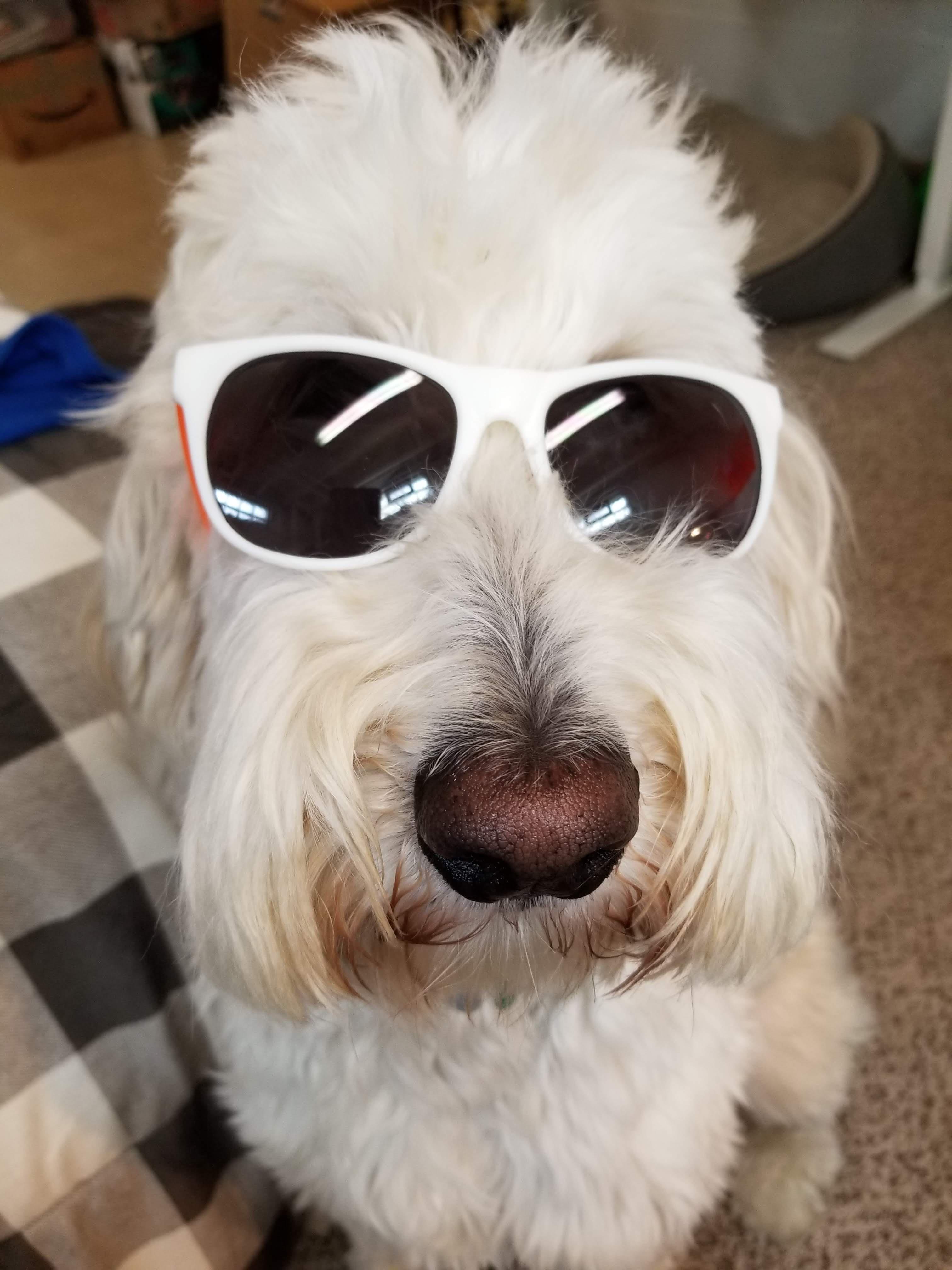 I wear my sunglasses at night r/aww