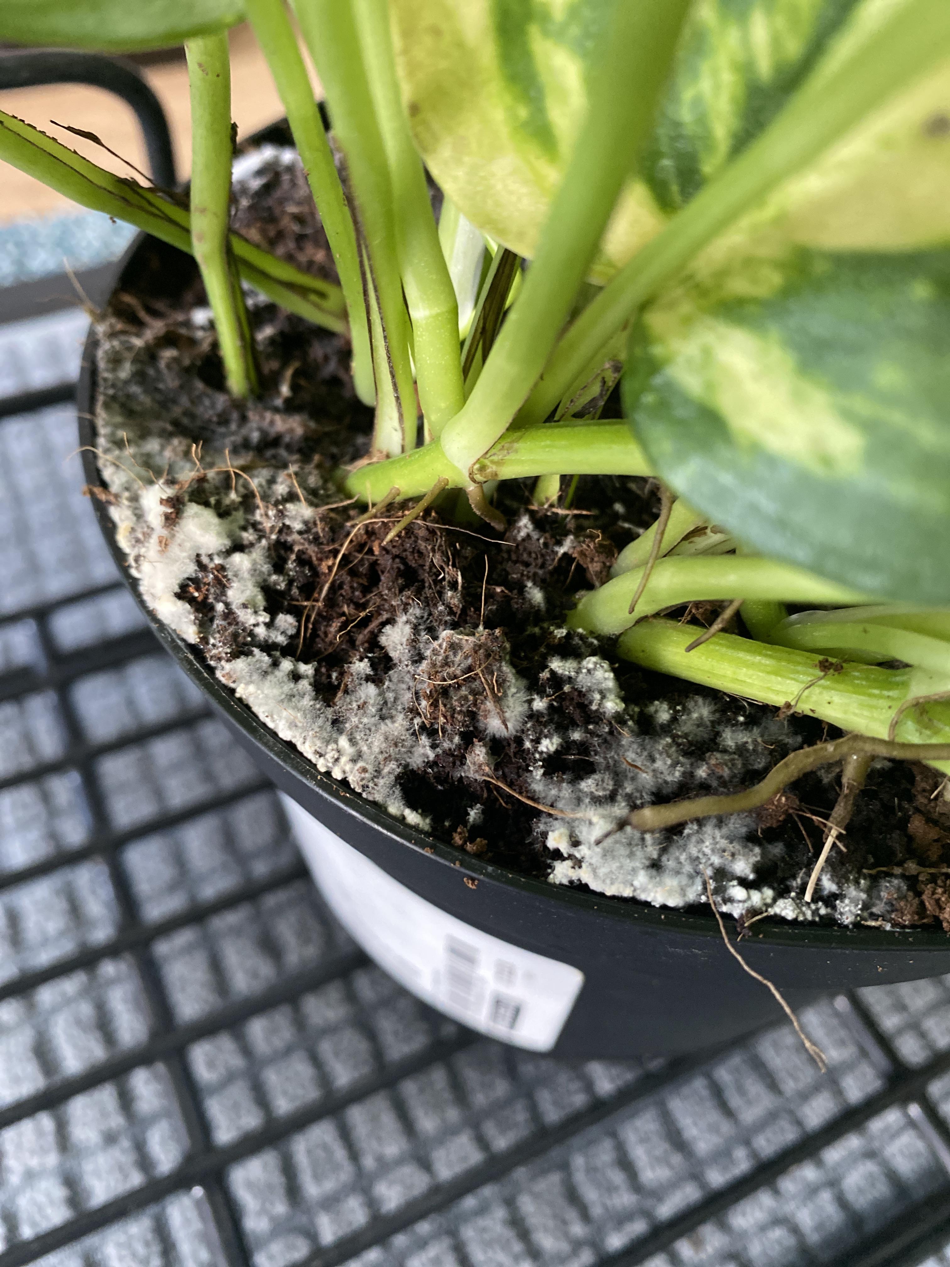 My golden pothos has this white mold? growing on it. I just noticed