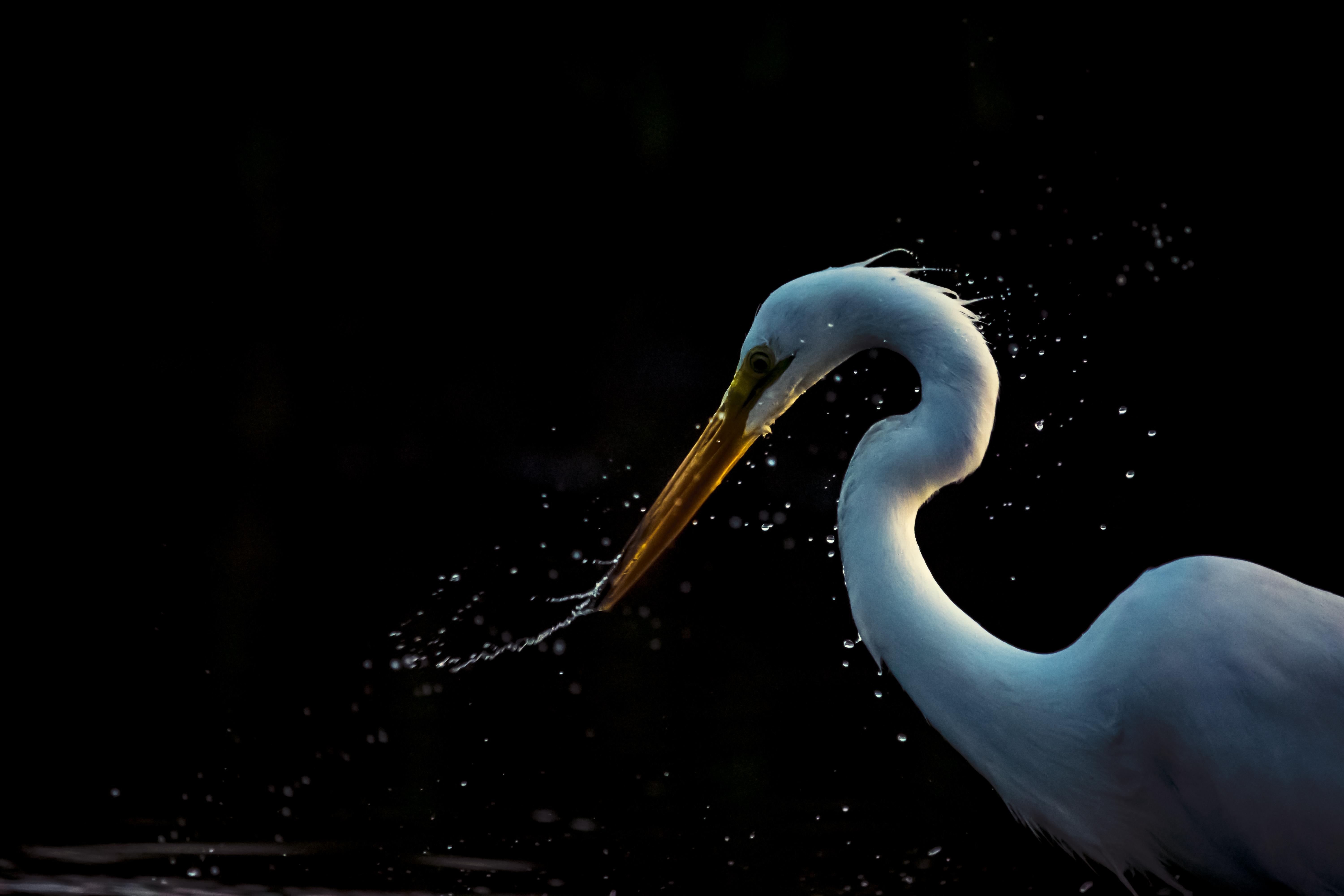 Great Egret fishing in the coastal marshes of Connecticut. still