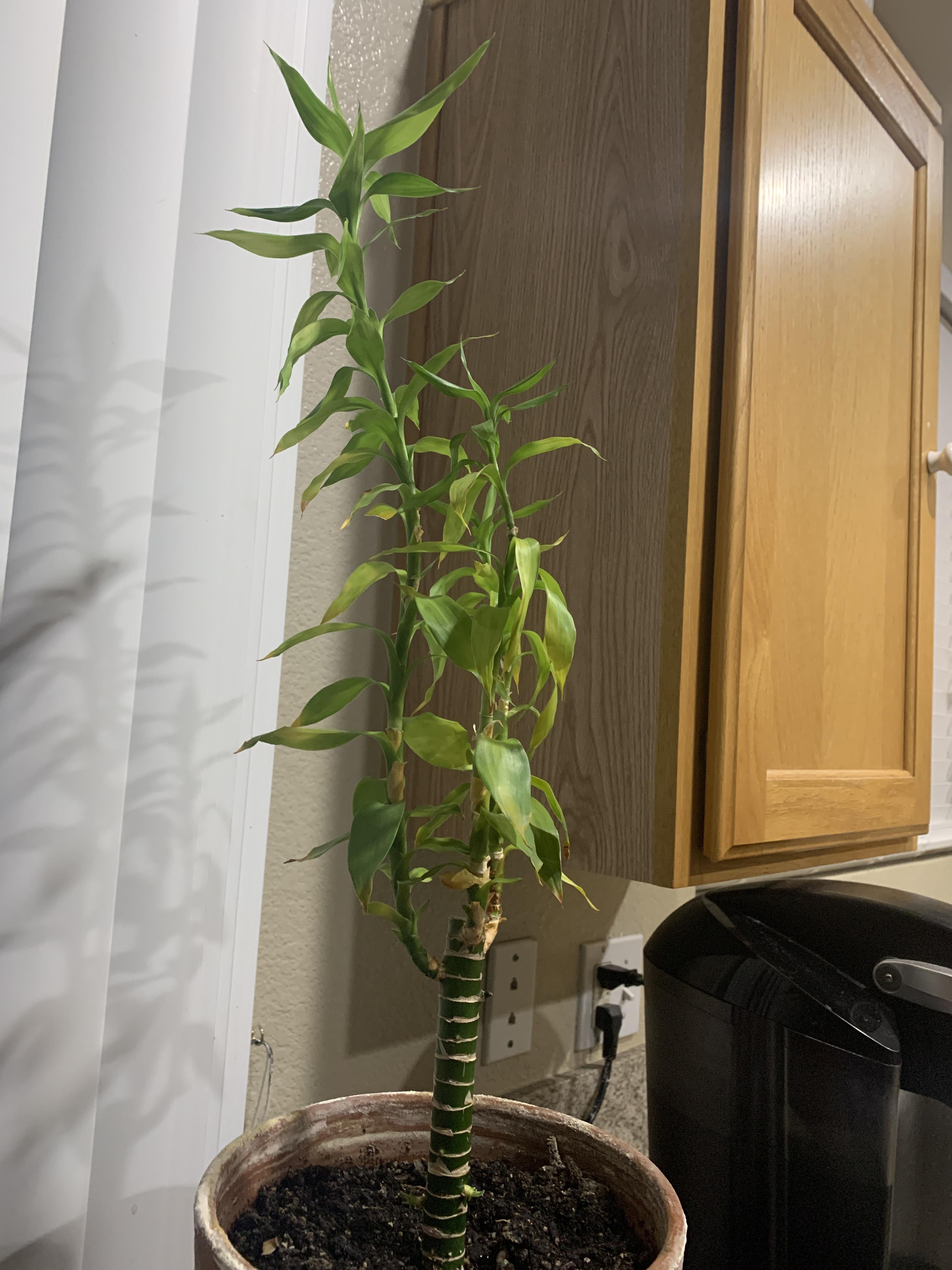 Yellowing Bamboo Leaves r/houseplants