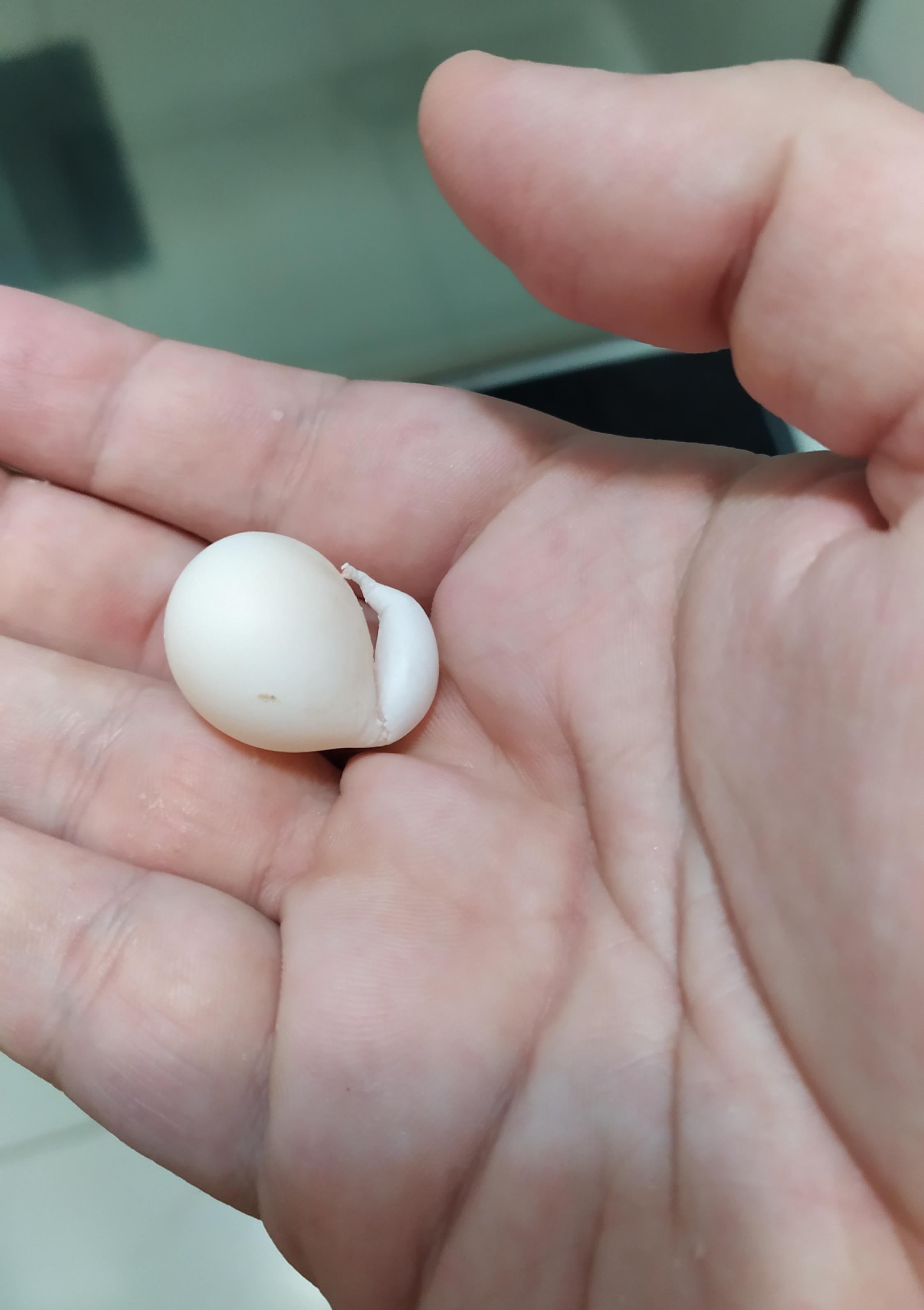My cockatiel laid a weirdly shaped egg r/mildlyinteresting