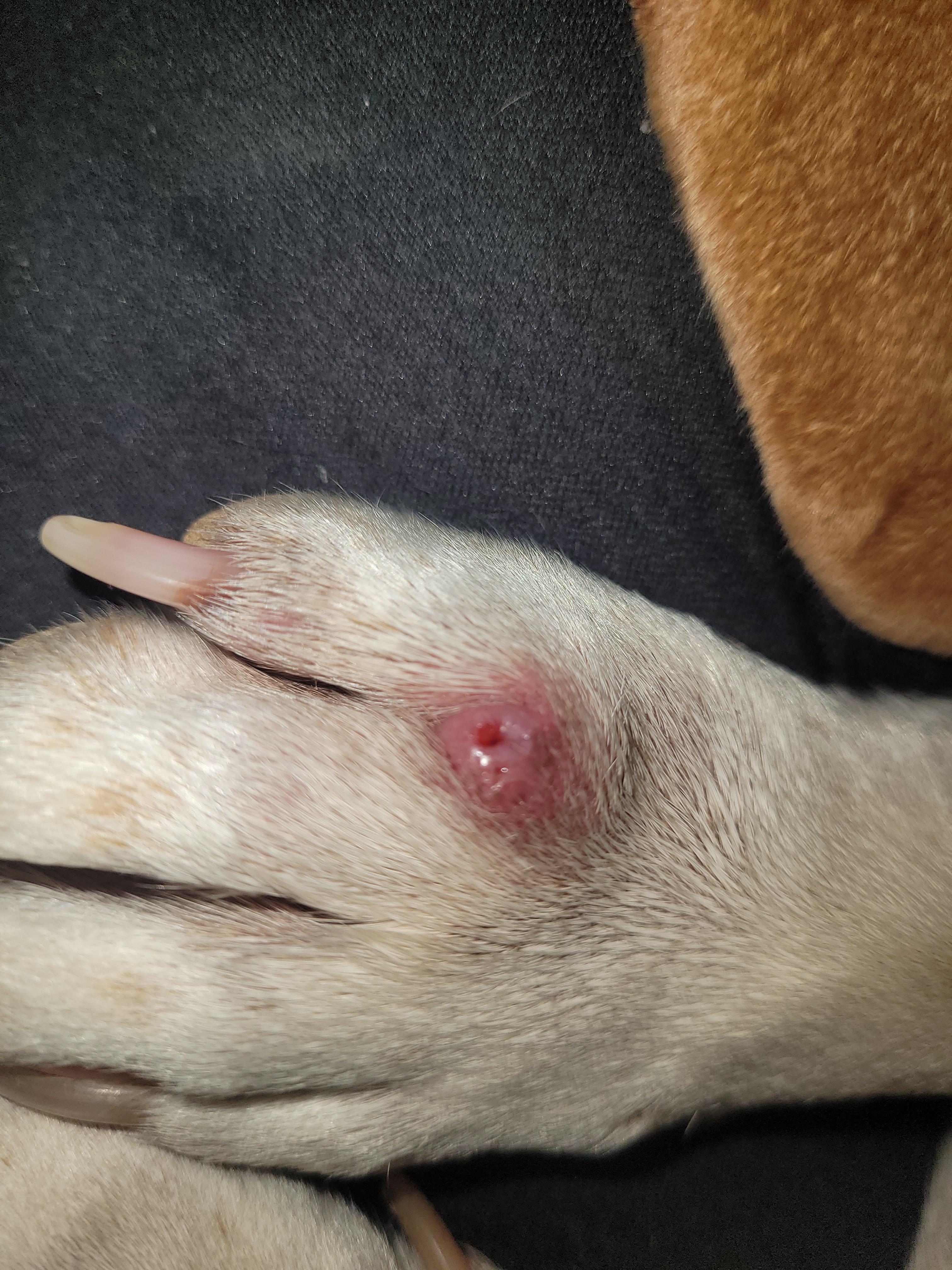 Big, red lumps that leak fluid on dog. r/vet