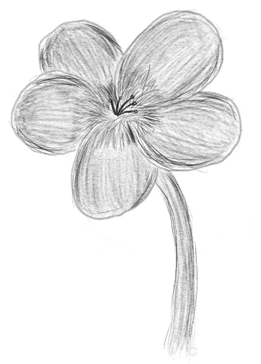 I’m just now getting into drawing, any tips? r/drawing