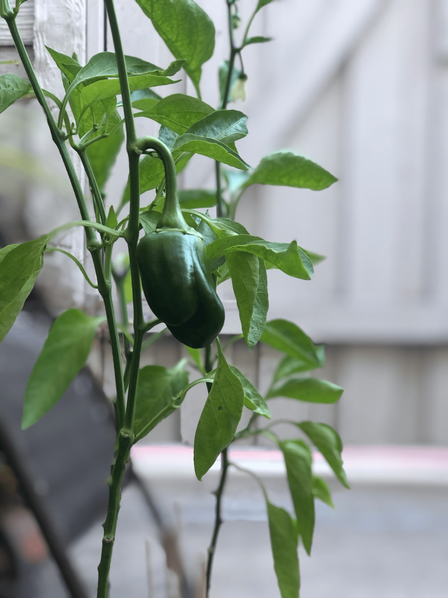 I took some seeds home to grow my own subway bell peppers! r/subway