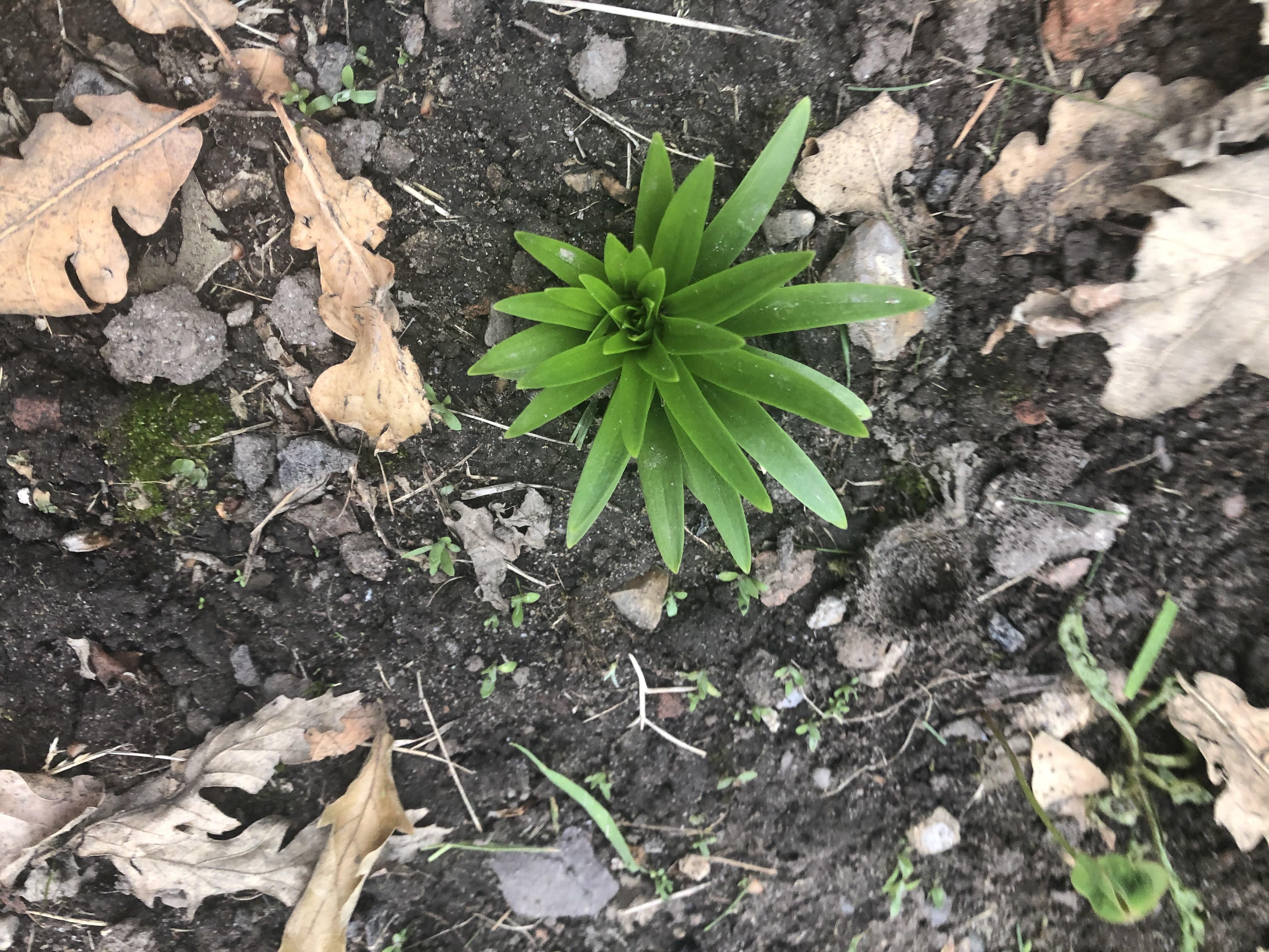 Is there a succulent that looks like this (it’s a baby Lilly) r