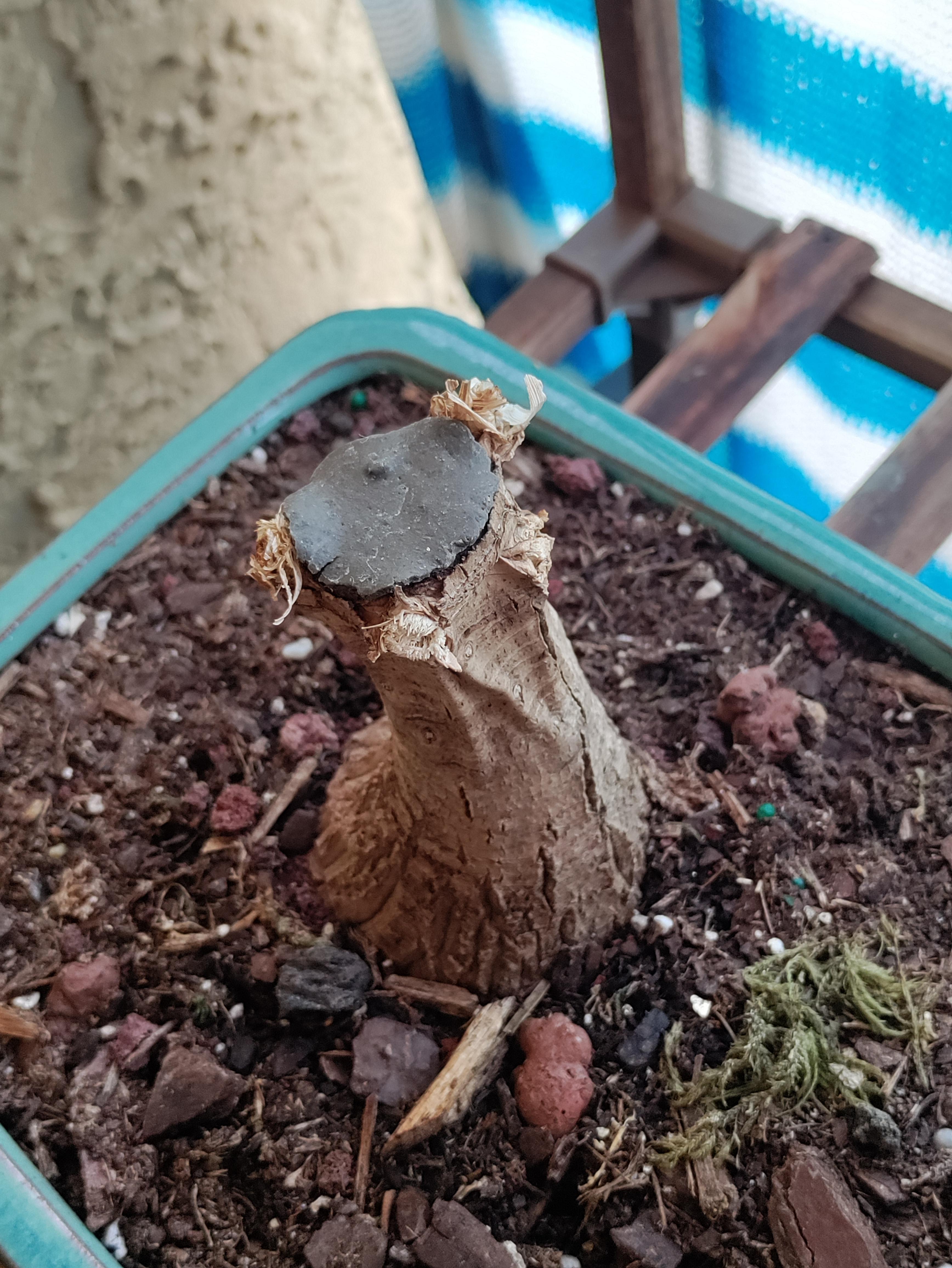 I accidentally had this elephant foot plant sitting in water a little