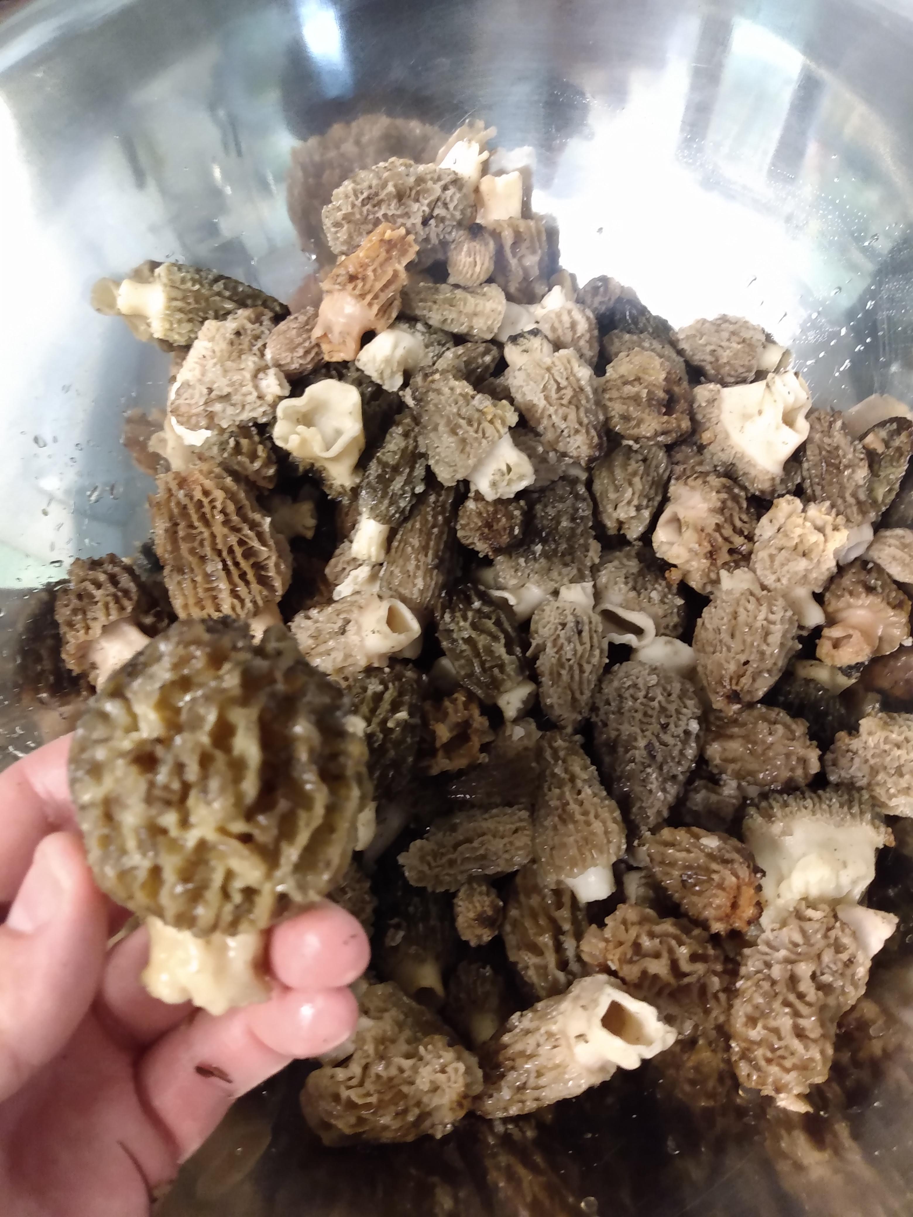 3lbs of morel mushrooms today. Northwest Montana r/Outdoors