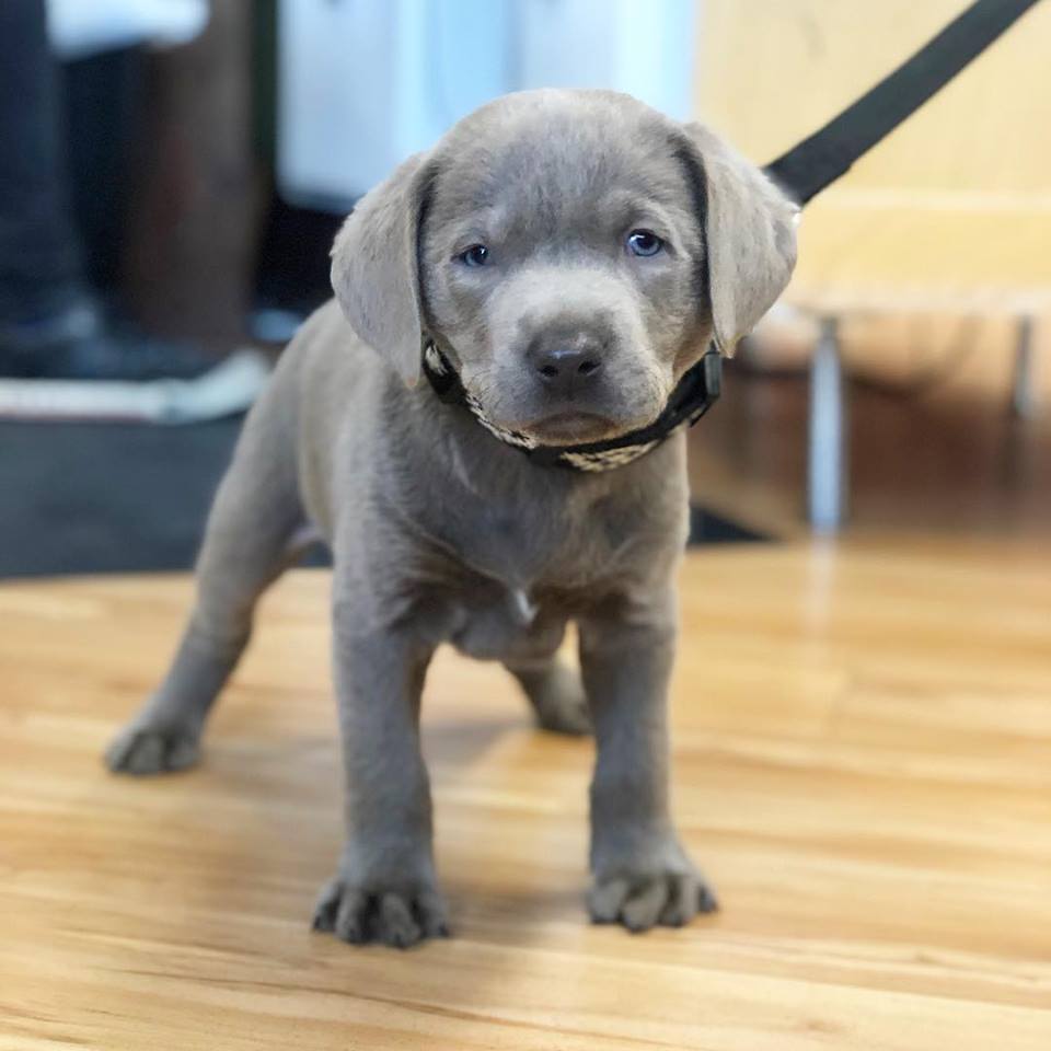 Grumpy silver lab puppy! r/aww