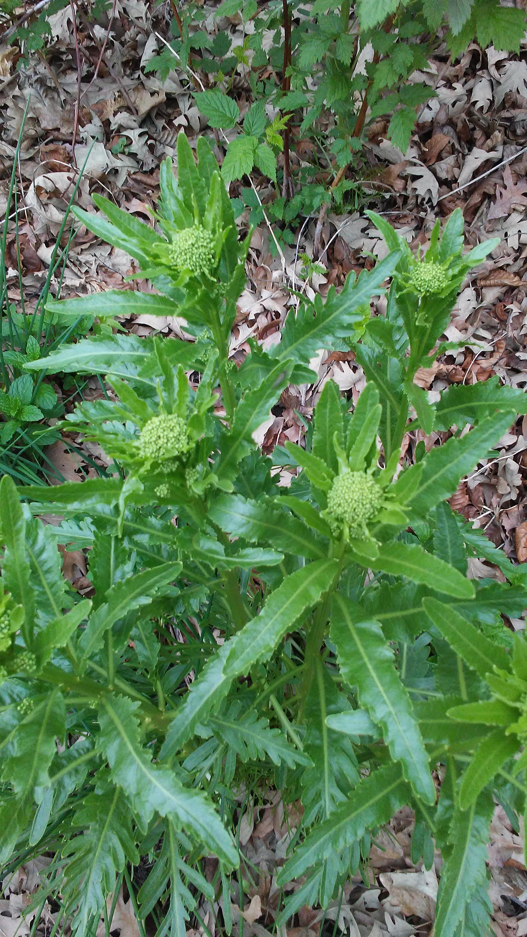 Discovered in the herb garden. I assume it is a weed but thought it was