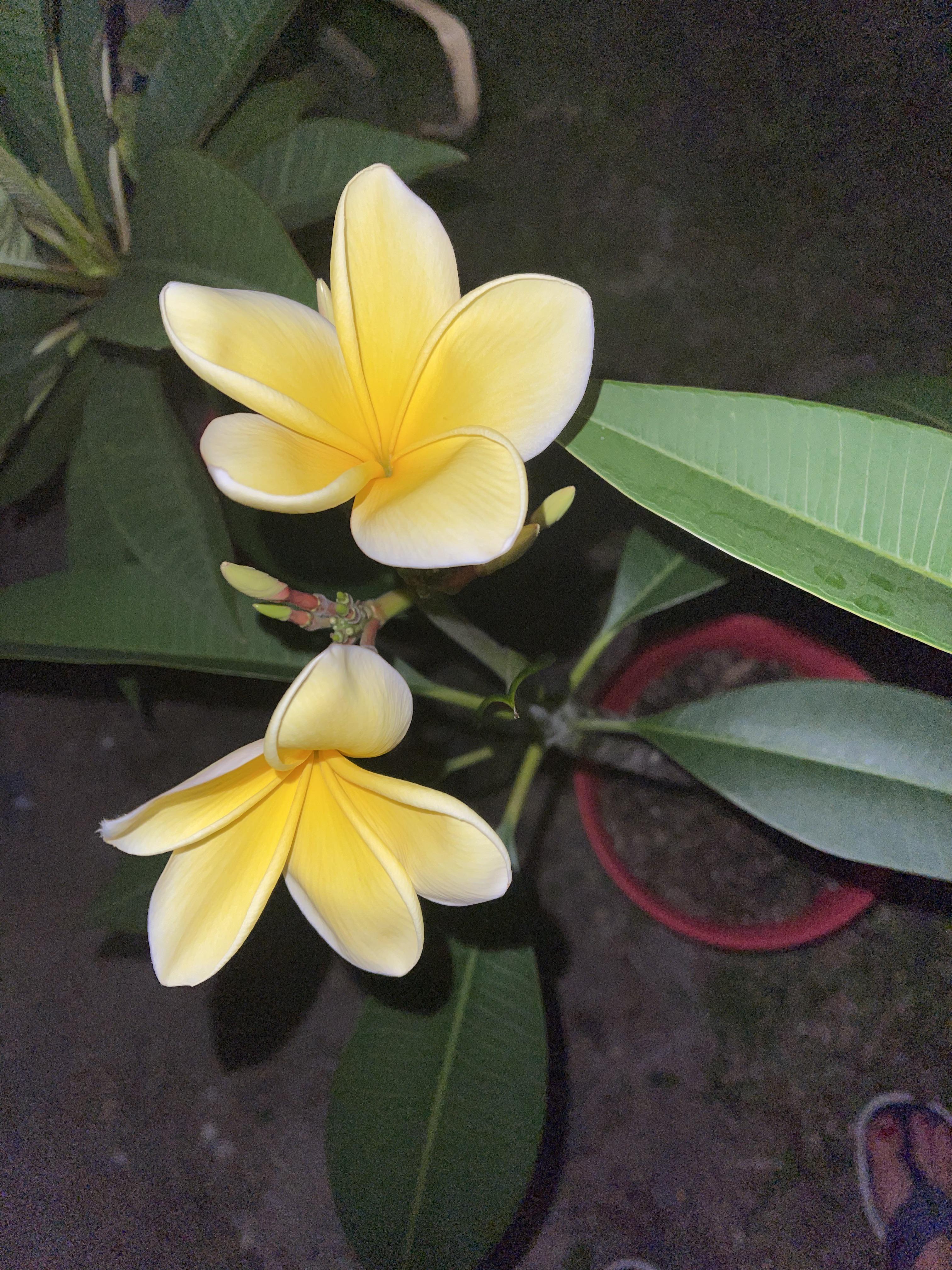 Plumeria recently repotted because it was losing leaves... now it’s