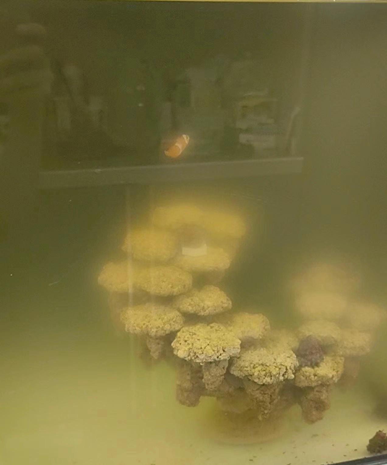 I am sorry for interrupting you. Could you give me suggestions as to