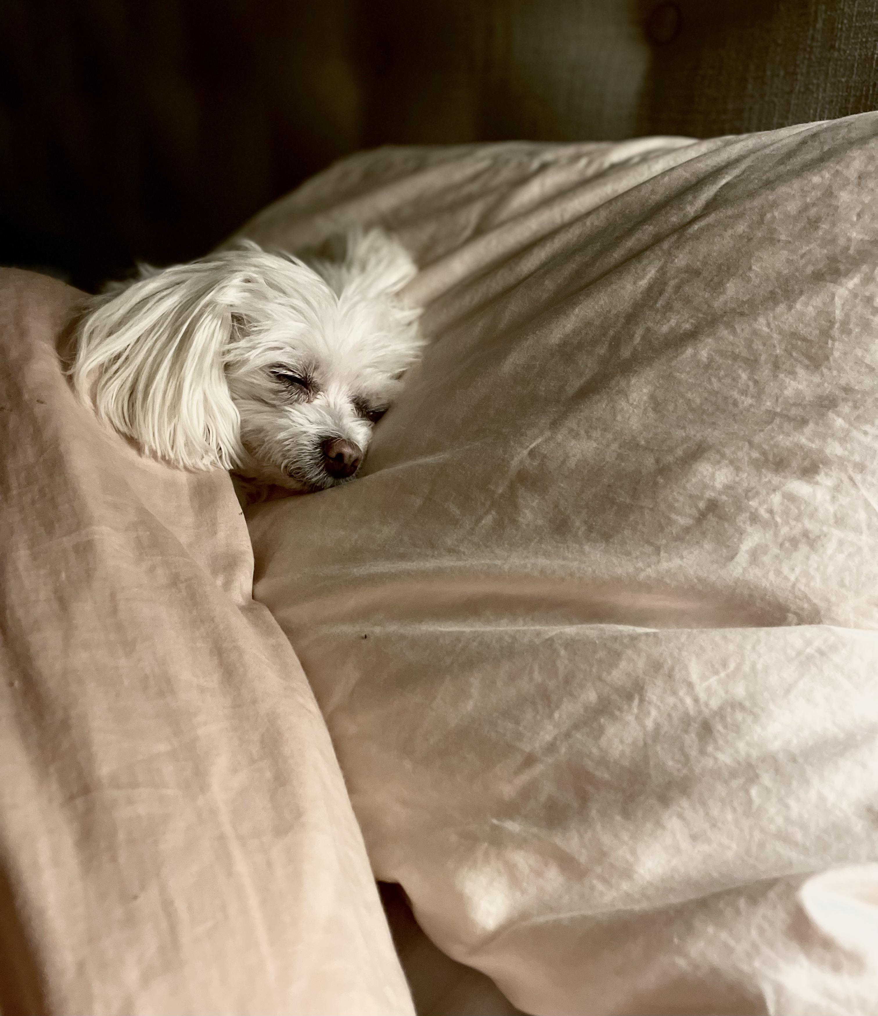 Hanu likes to sleep on my pillow r/Maltese