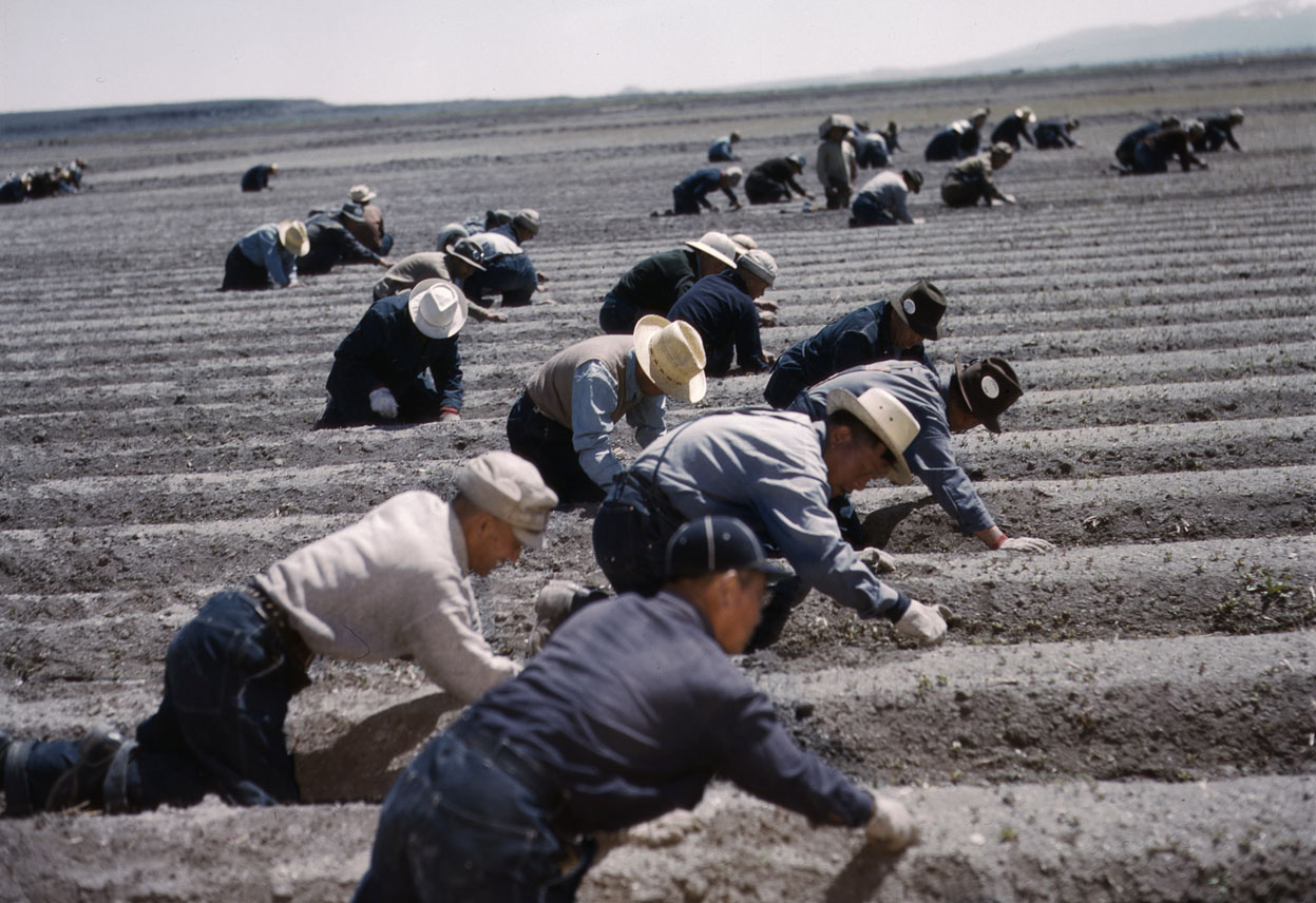 JapaneseAmerican farmers working at Tule Lake Relocation Center