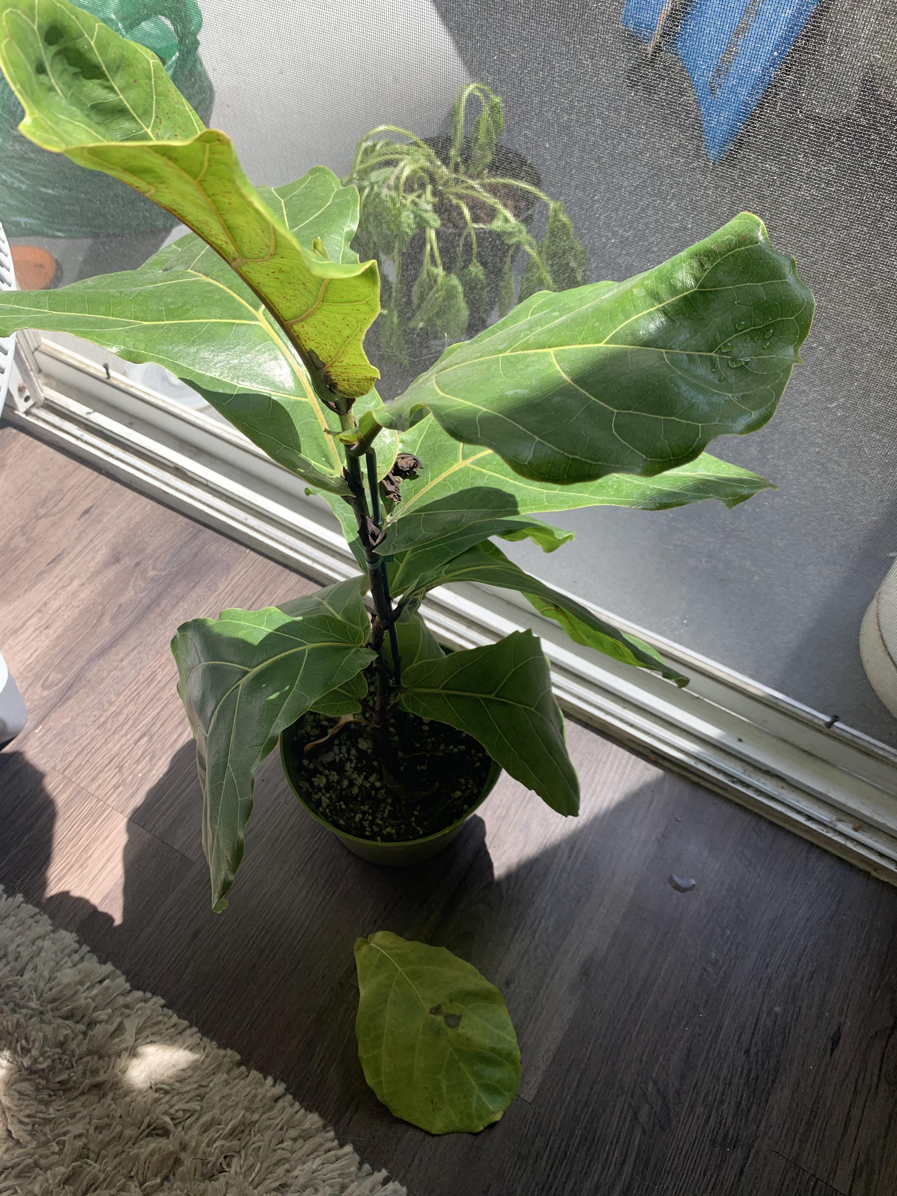 Fiddle leaf fig leaves yellowing and dropping near base, just got it a
