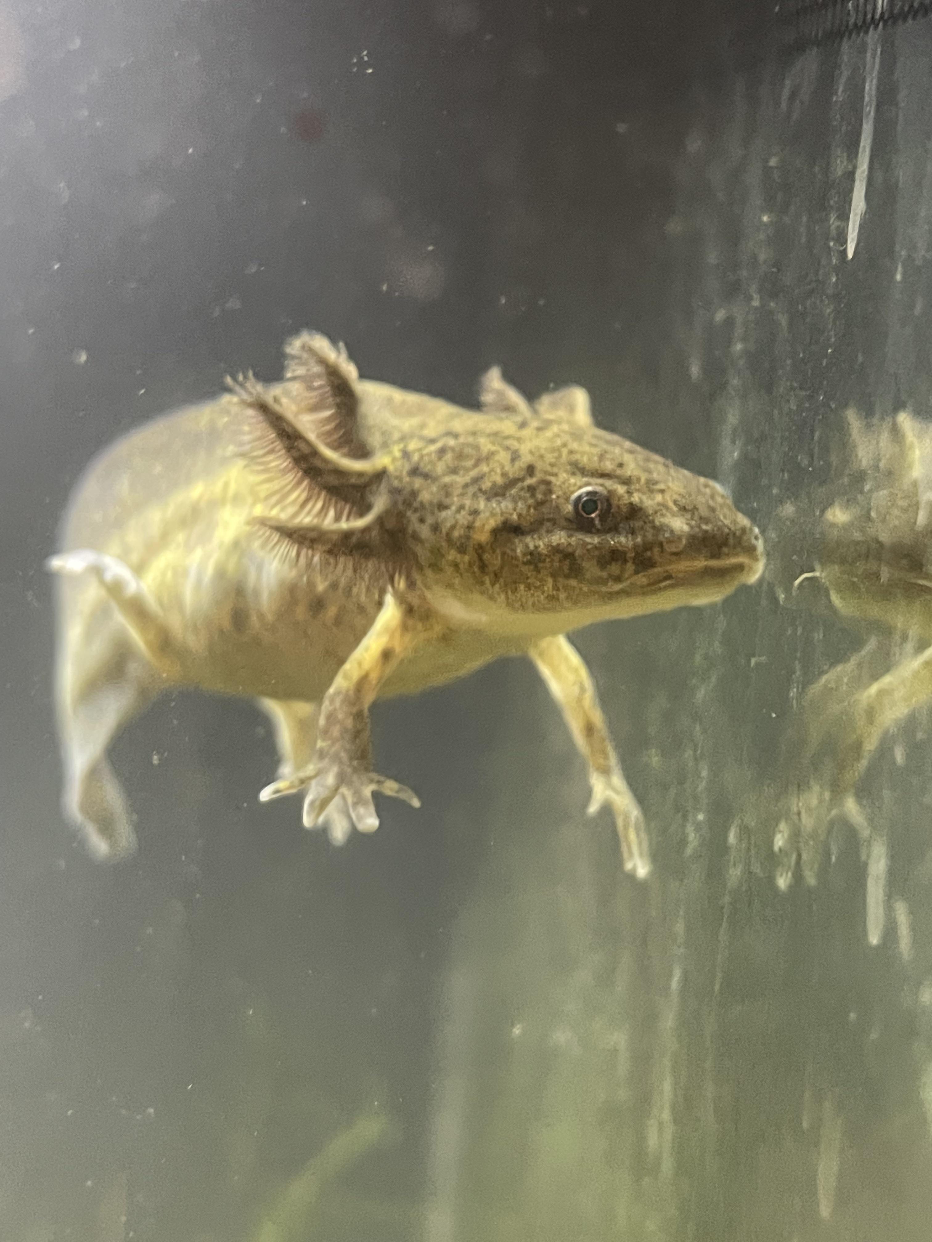 Is this a melanistic copper axolotl? axolotls