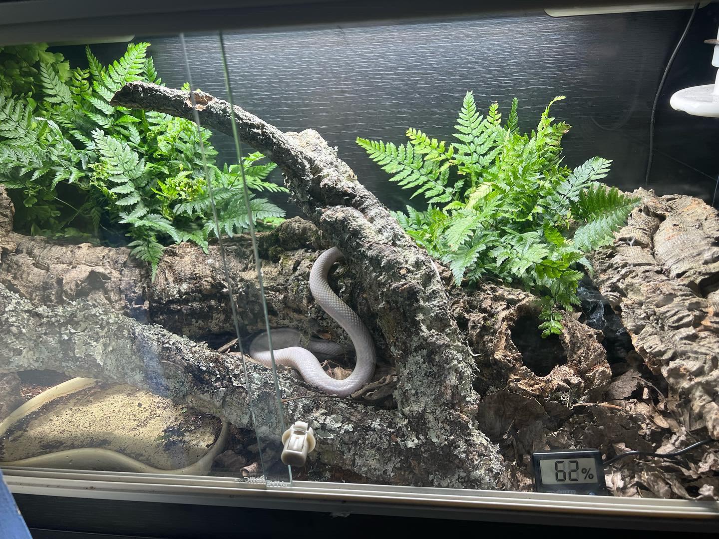 Bioactive corn snake vivarium r/cornsnakes