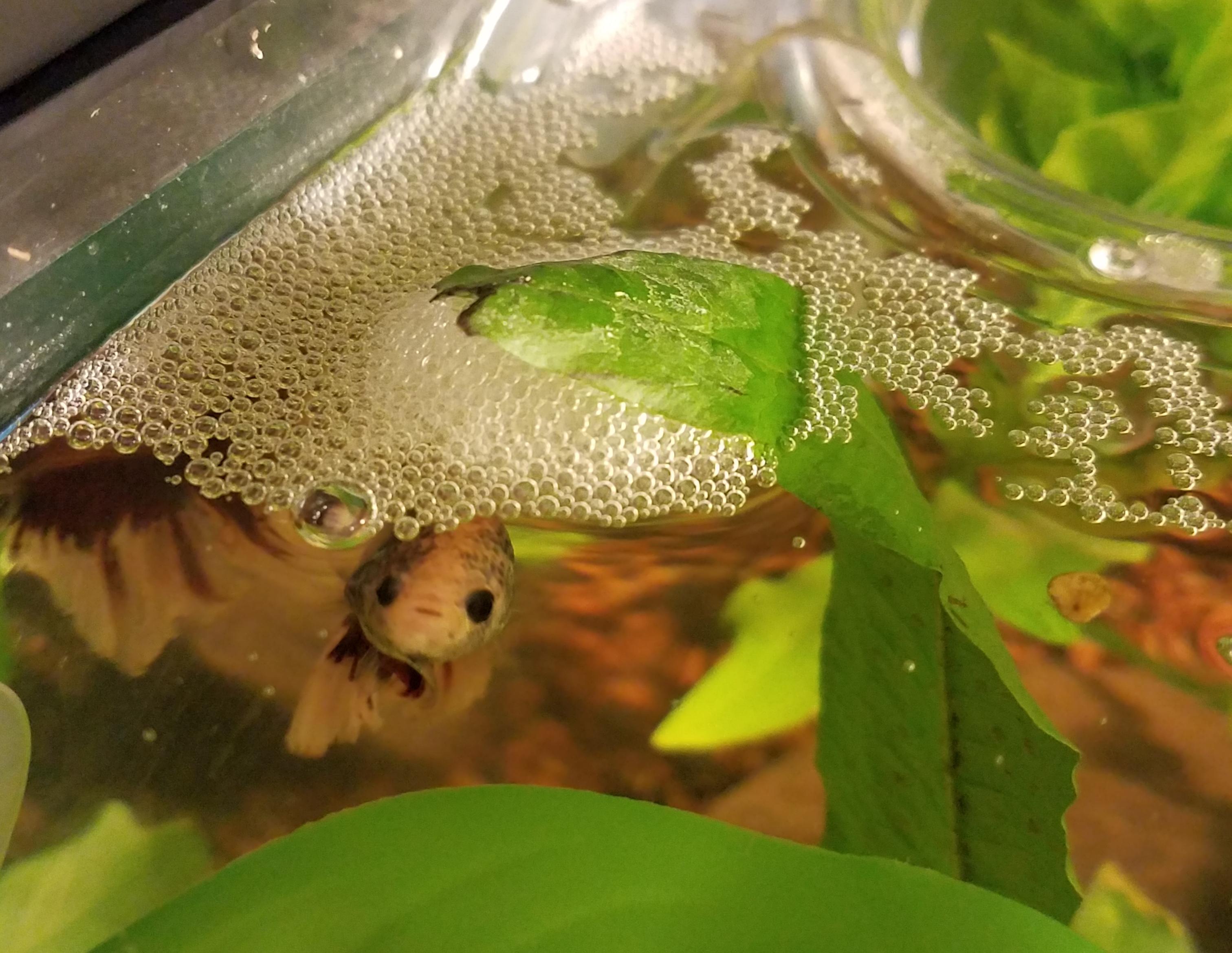 Is this actually a bubble nest? bettafish
