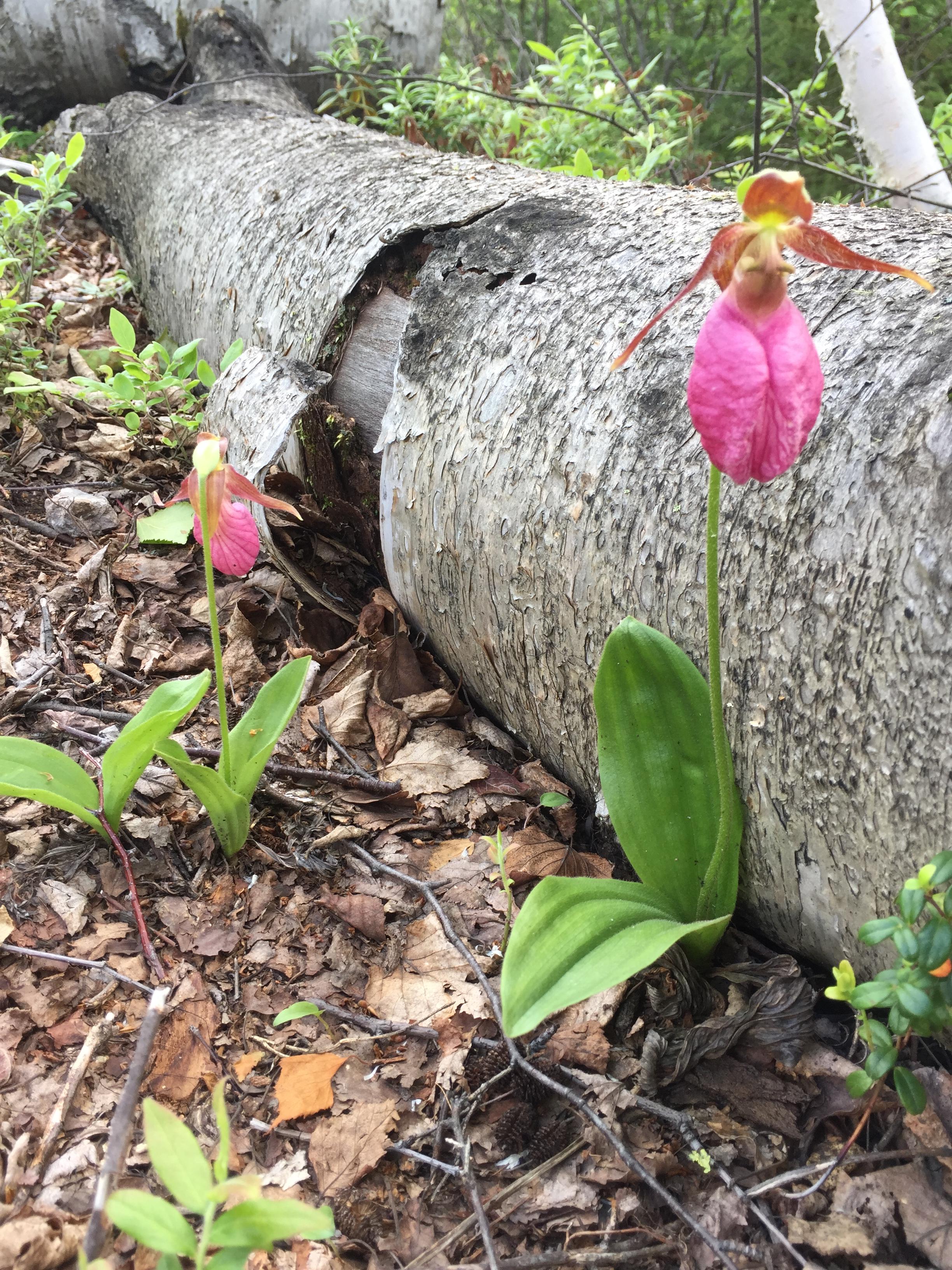 Cypripedium acaule on a hike near La Ronge, Saskatchewan. Zone 2a. I am