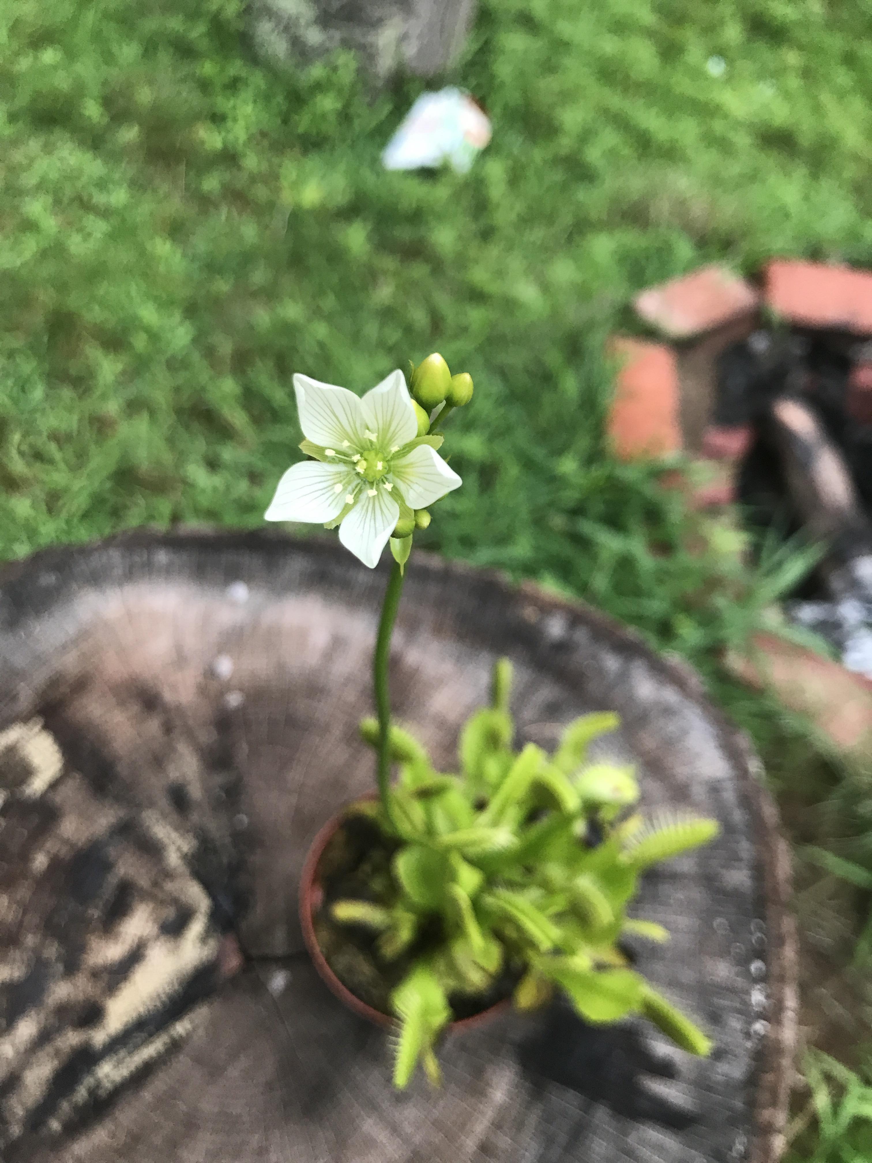 Finally got a bloom from my Venus Flytrap r/SavageGarden