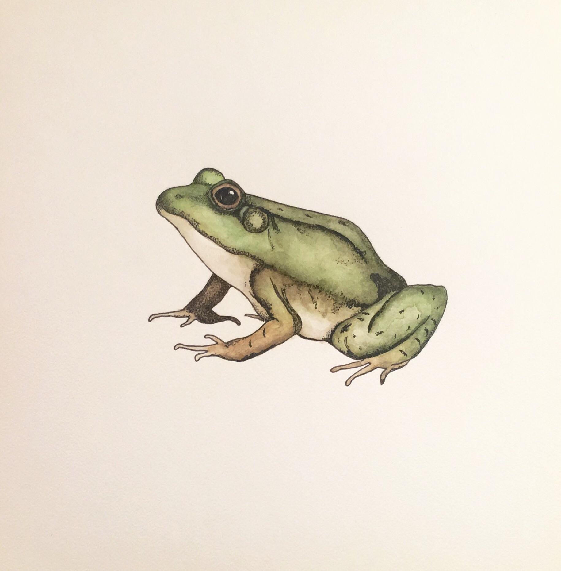 Some frog fun r/Watercolor