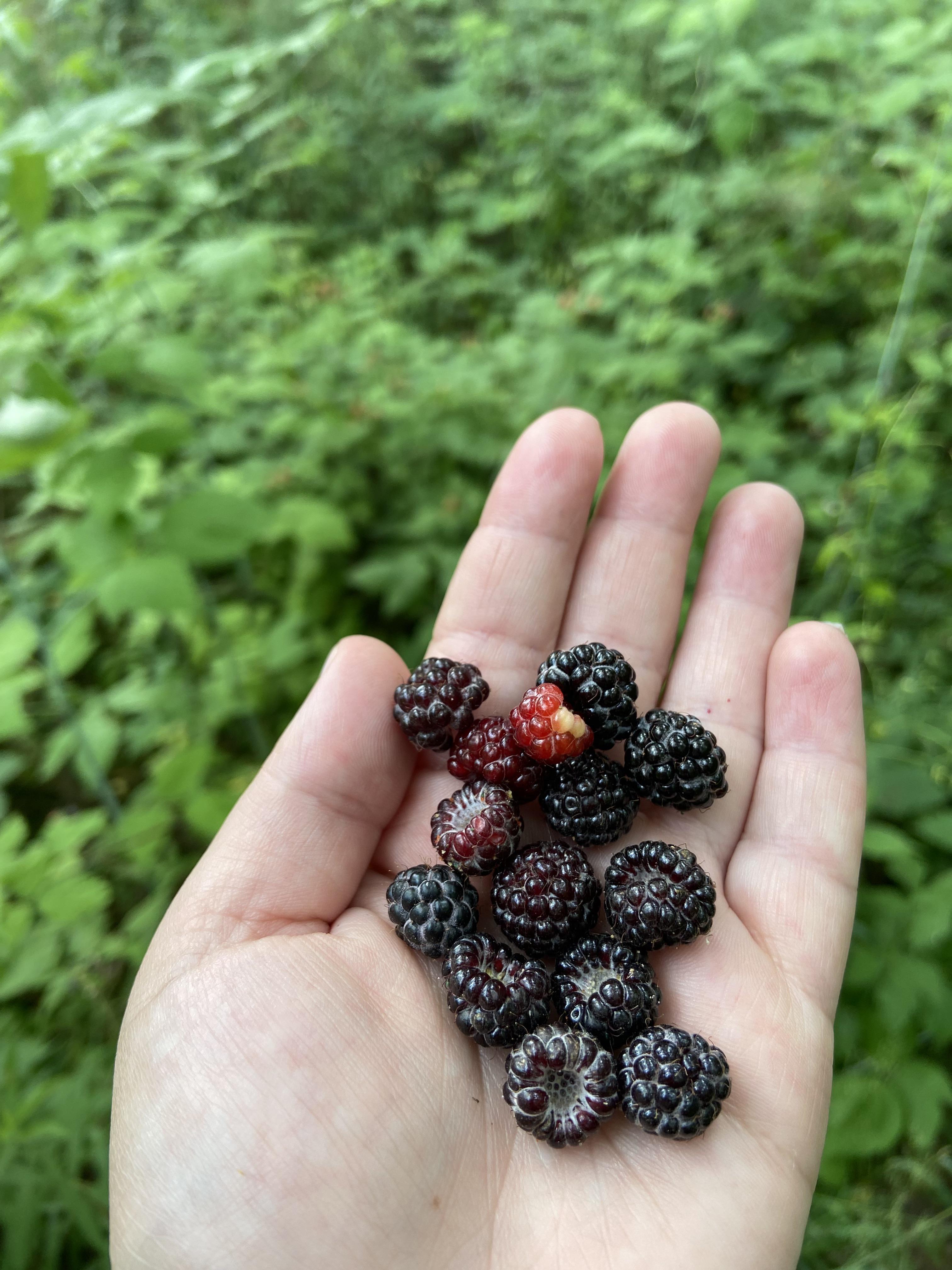 Wild black raspberry season in southern Ontario! ontario