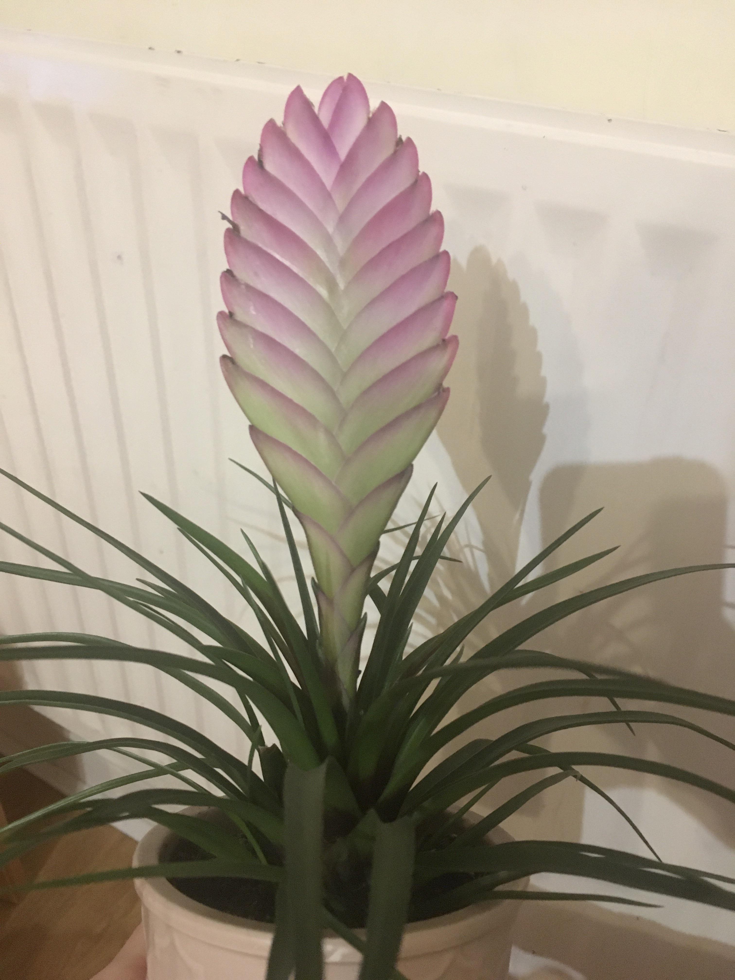 My mums bromeliad flower has lost its bright pink colour and has