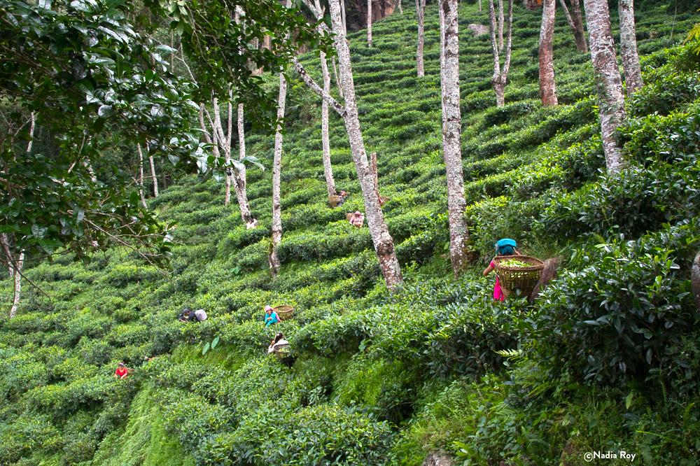 A tea mountain in Nepal. Altitude 6000ft. Steep! r/tea