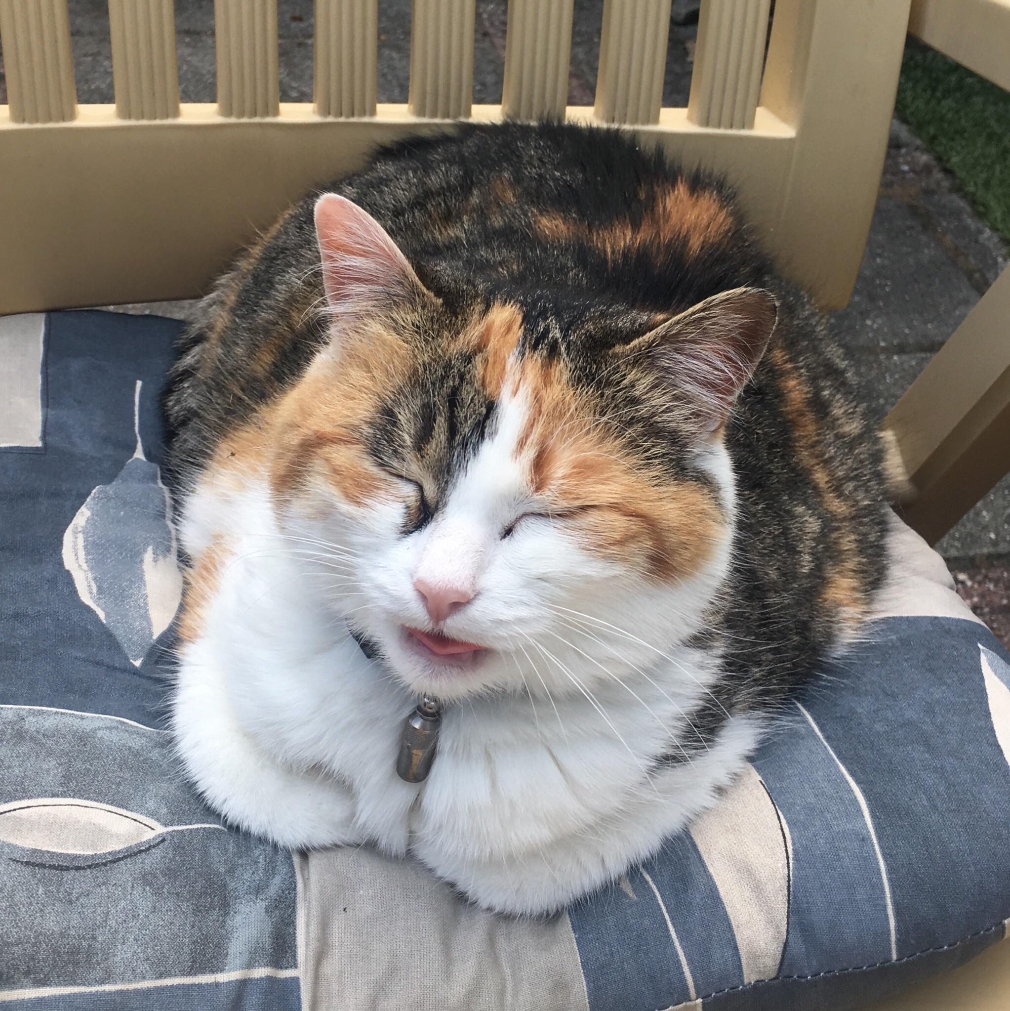 Delightfully chubby loaf with blep. r/cats