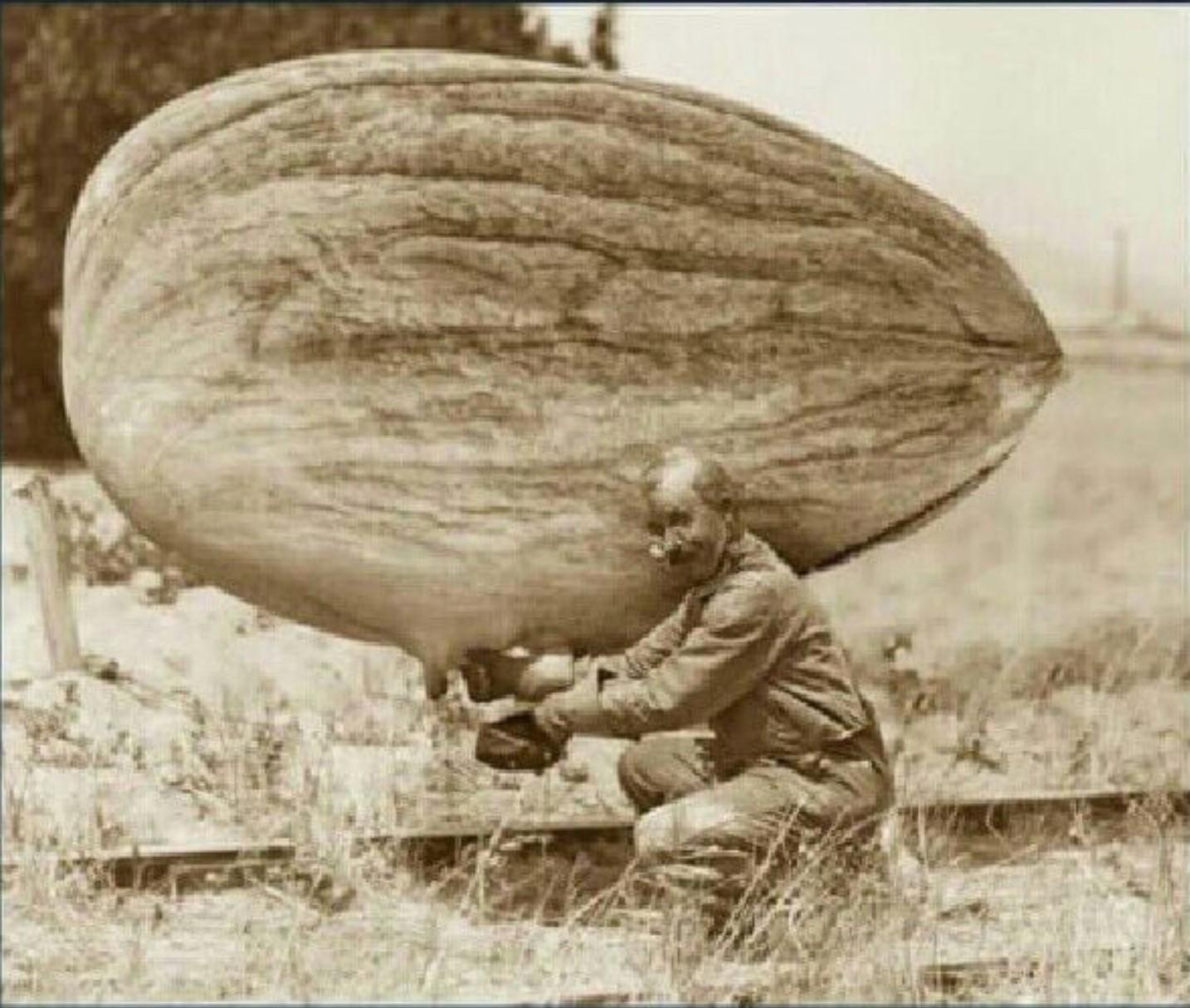 Rare footage of the first wild almond to ever be milked (c. 1885) r