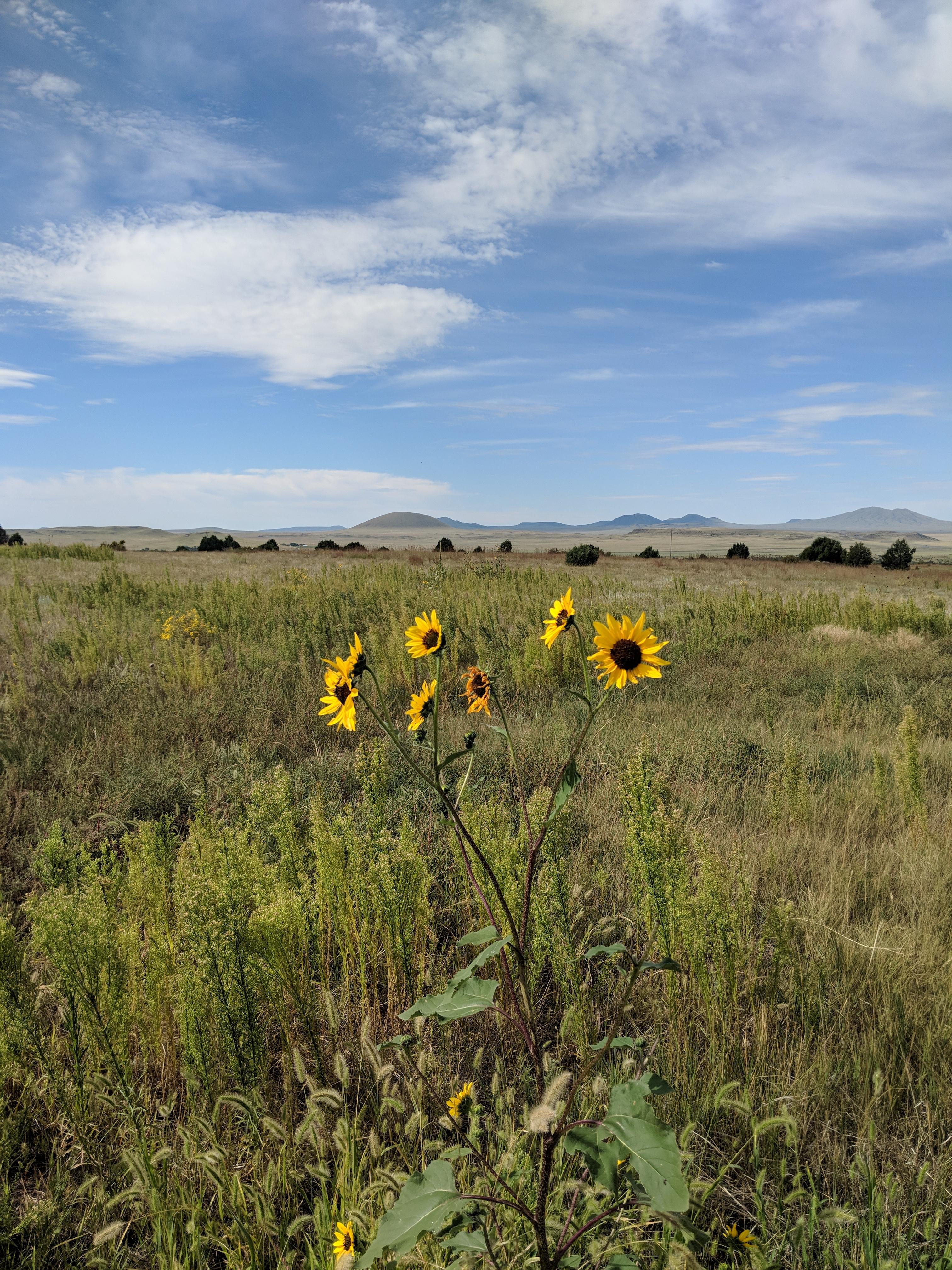 Wild Sunflower in Arizona [OC] [3024 x 4032] r/EarthPorn