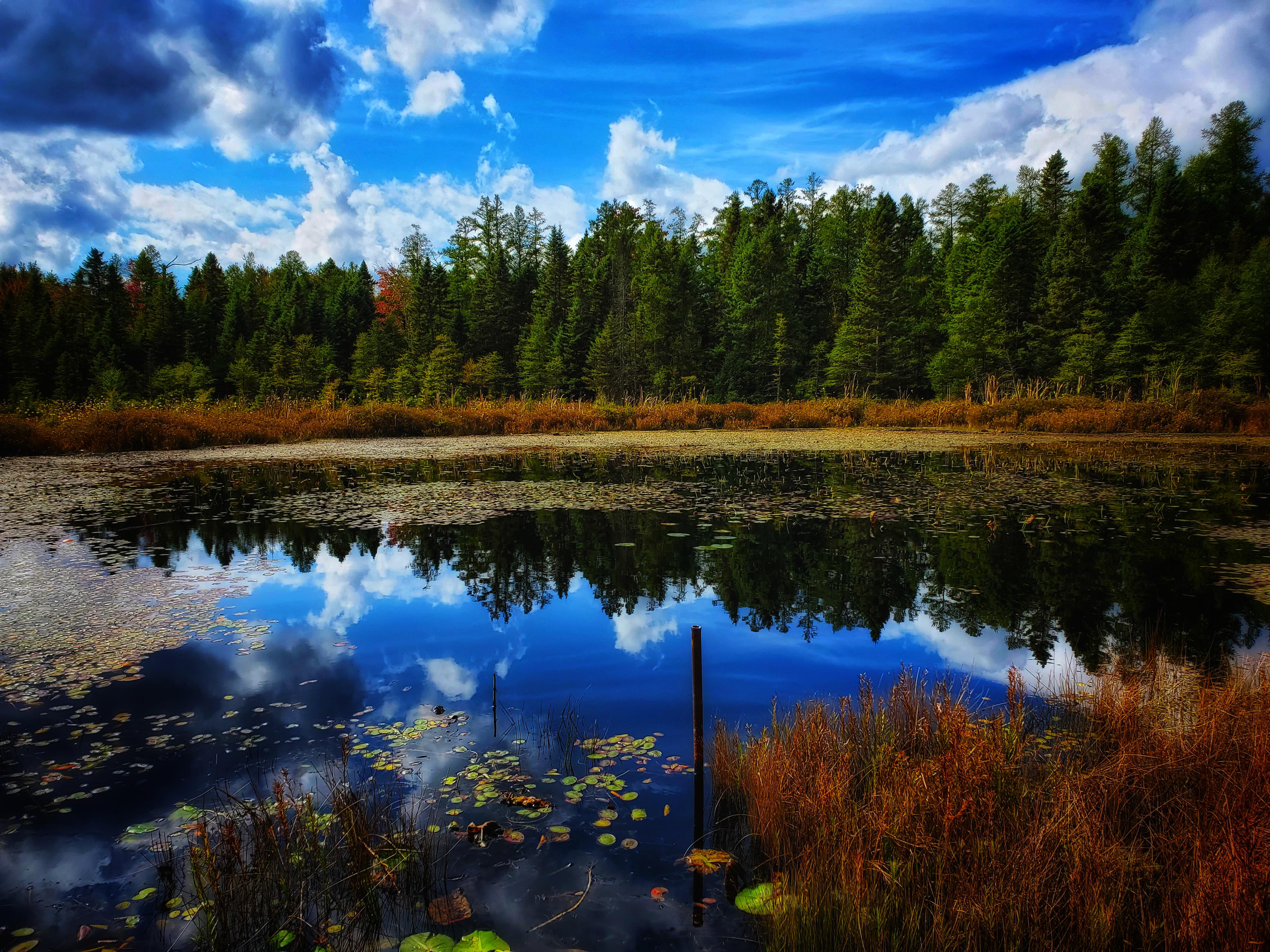 Sifton Bog in London Ontario.OC. r/MostBeautiful