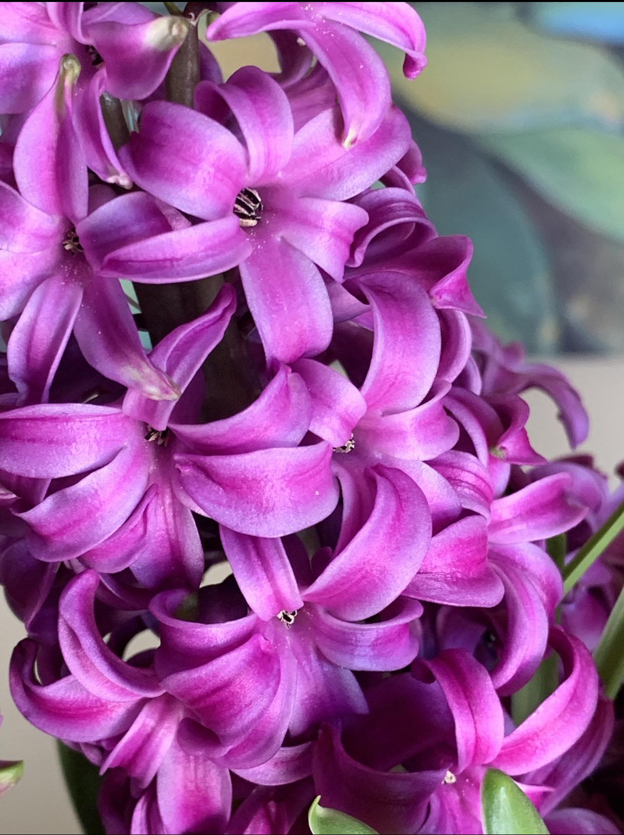 Can you smell this hyacinth? r/macro